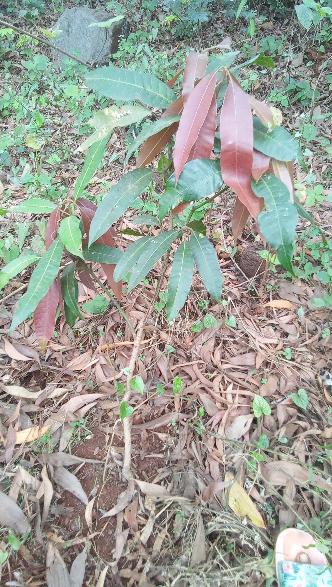 tree