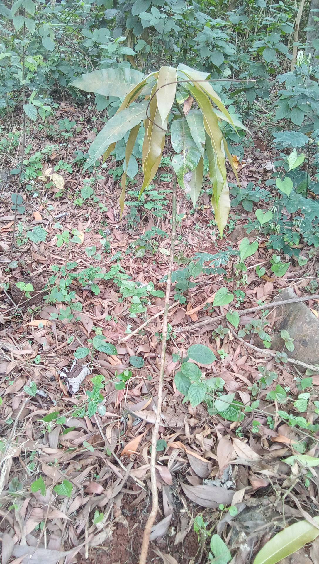tree