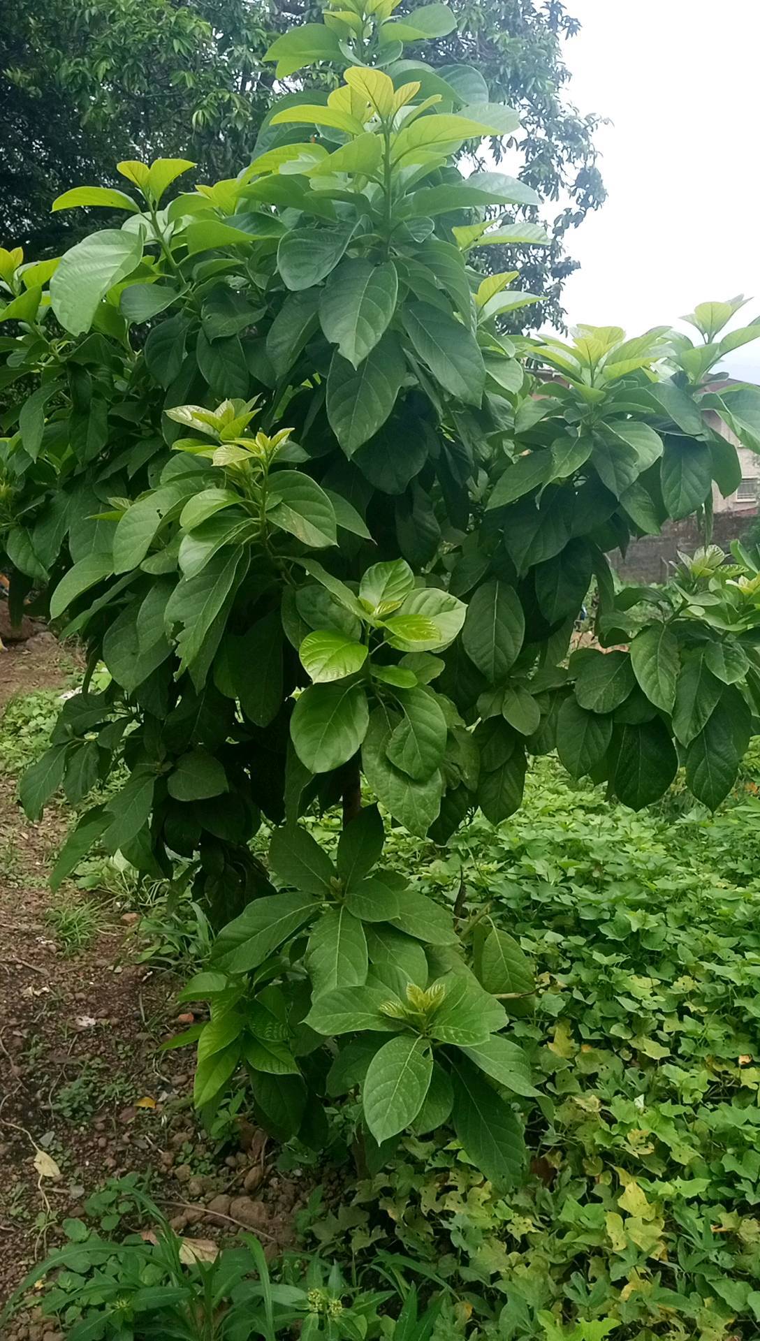 tree