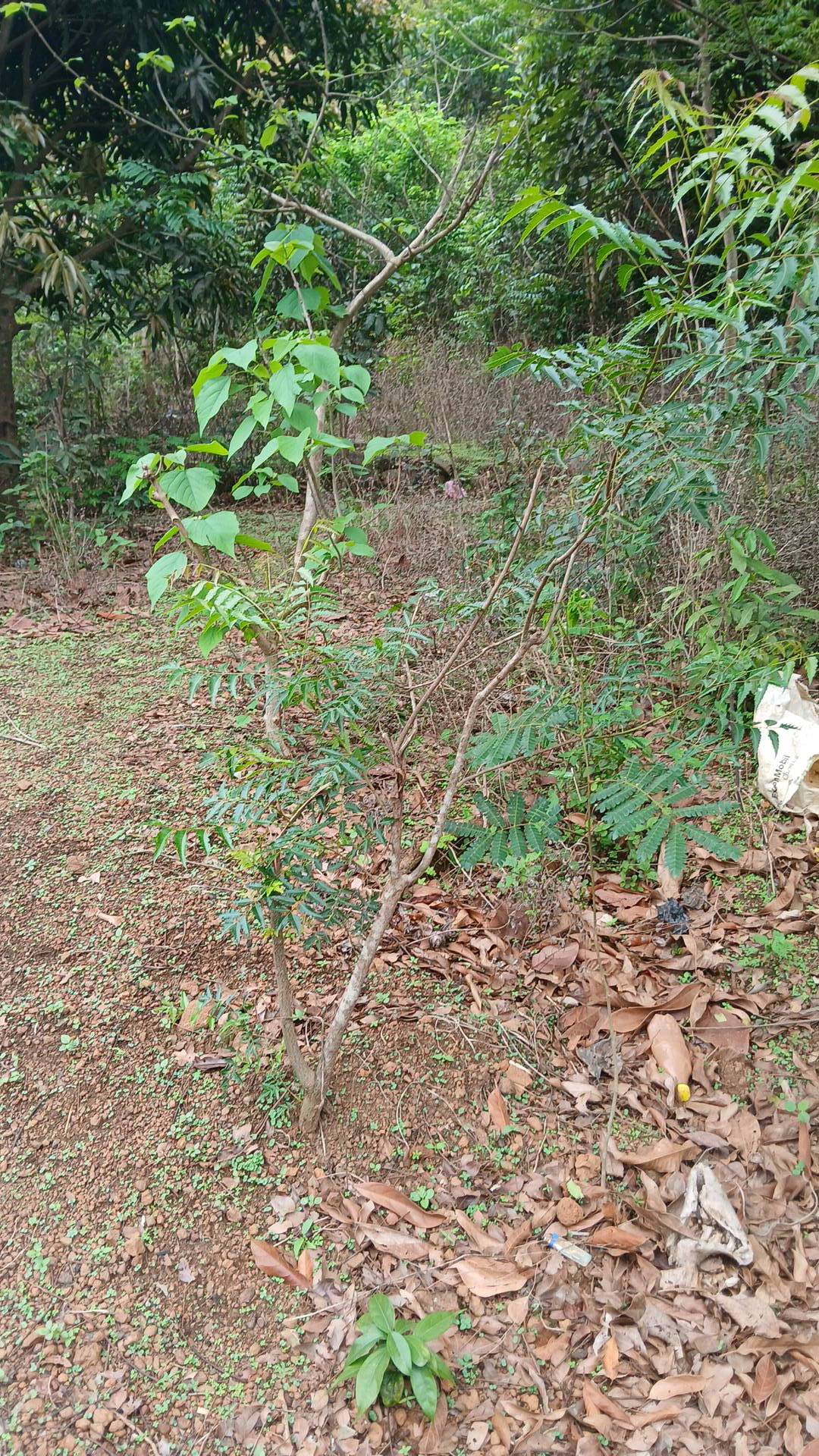 tree