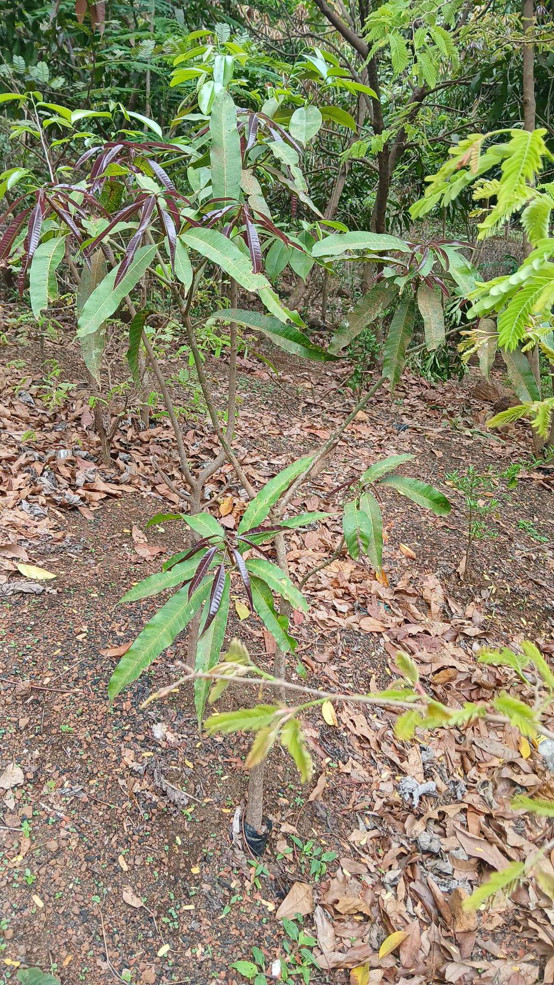 tree