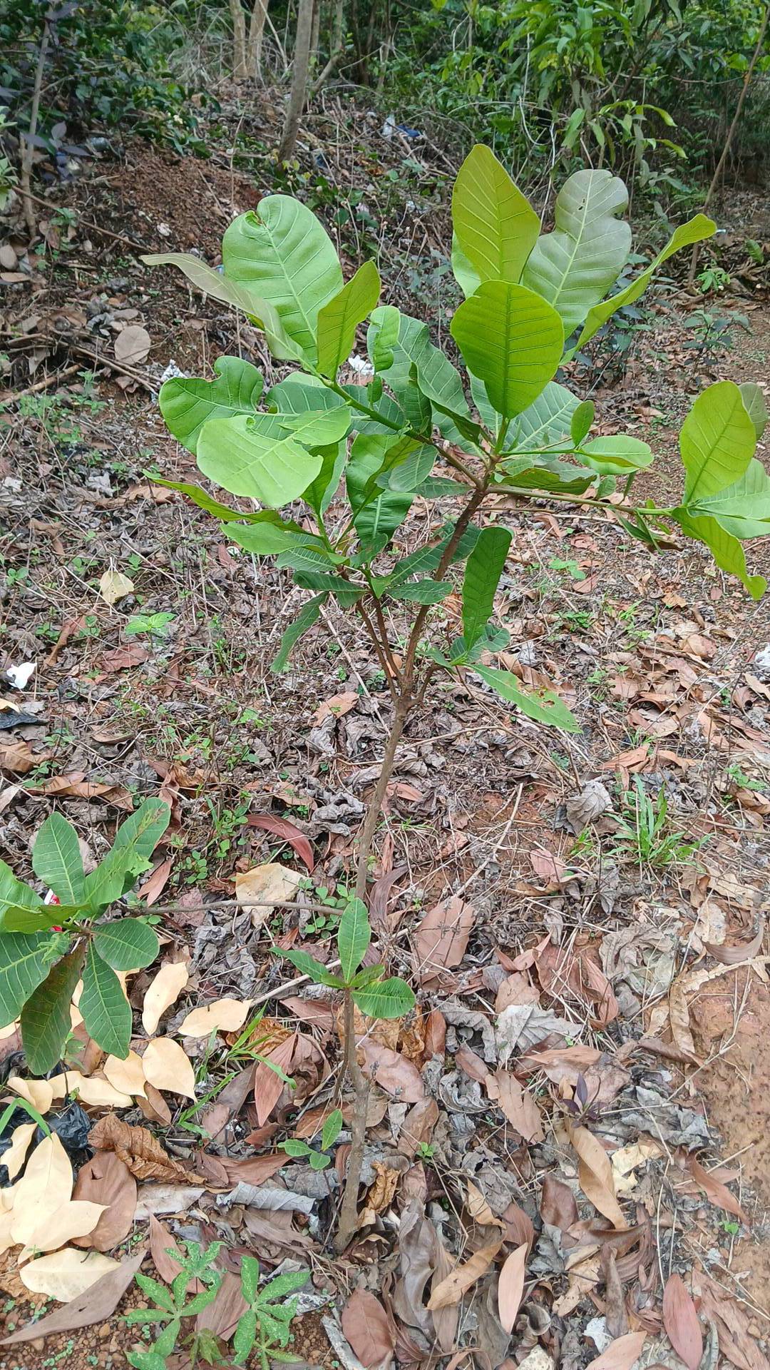 tree