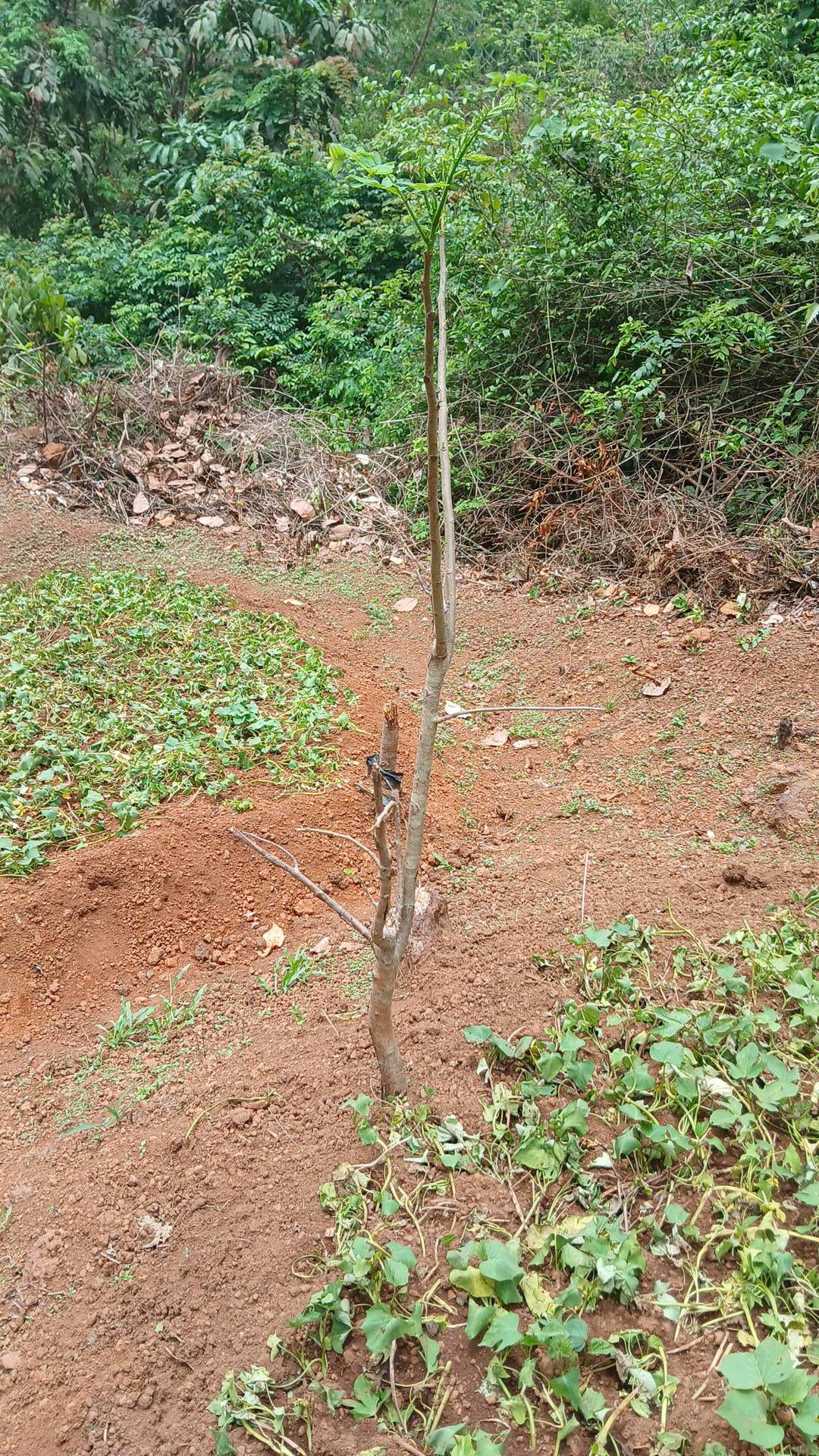 tree