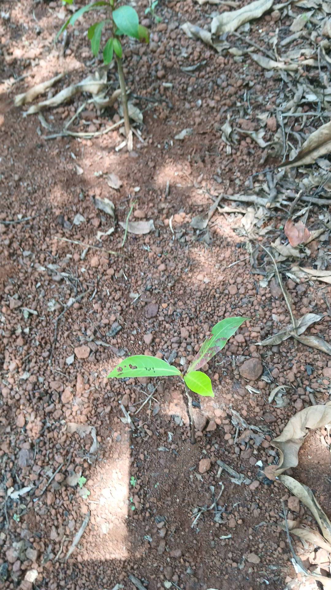 tree