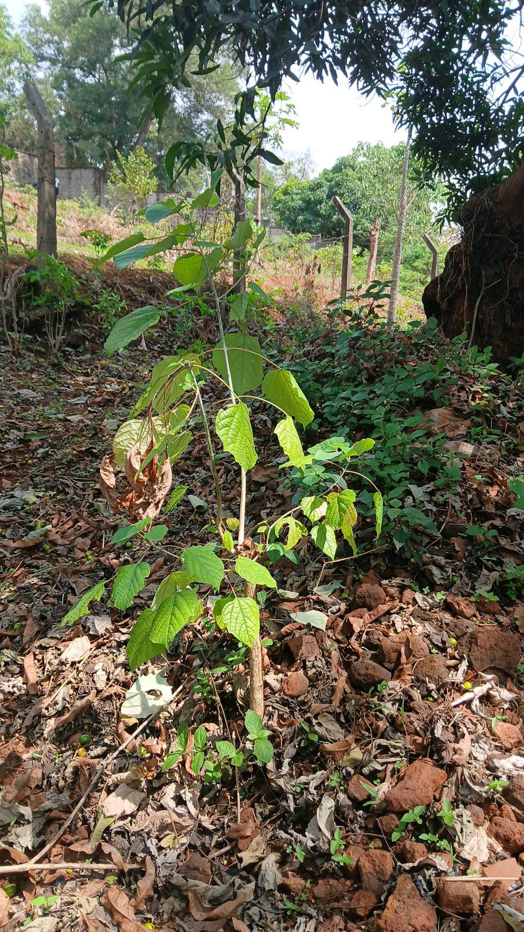 tree