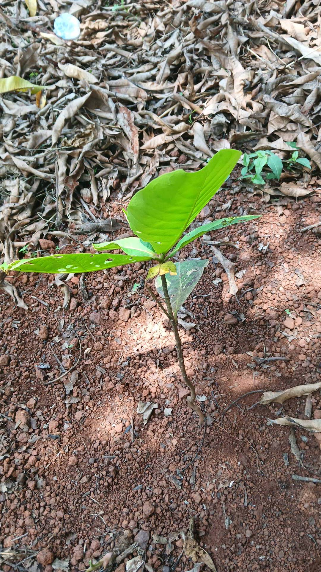 tree