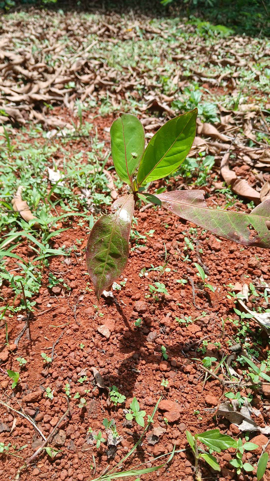 tree
