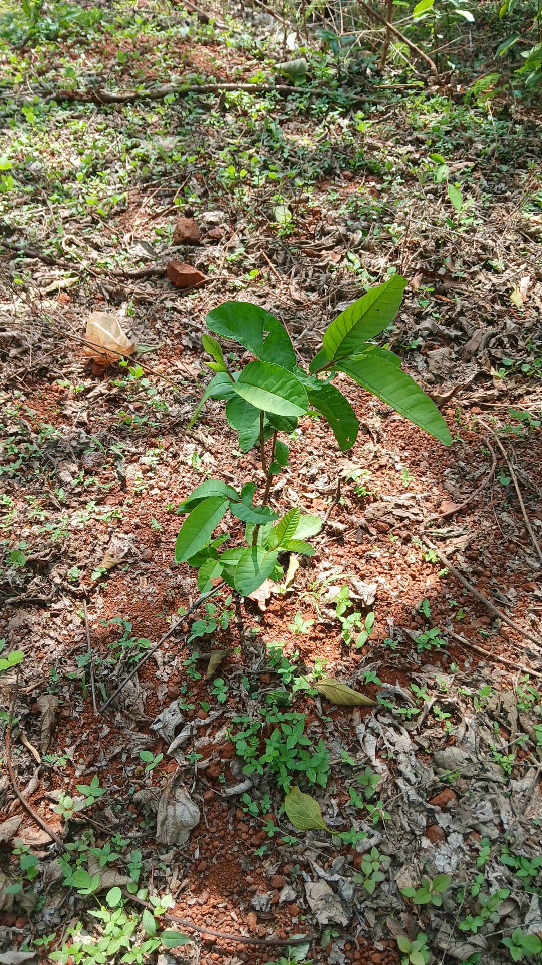 tree