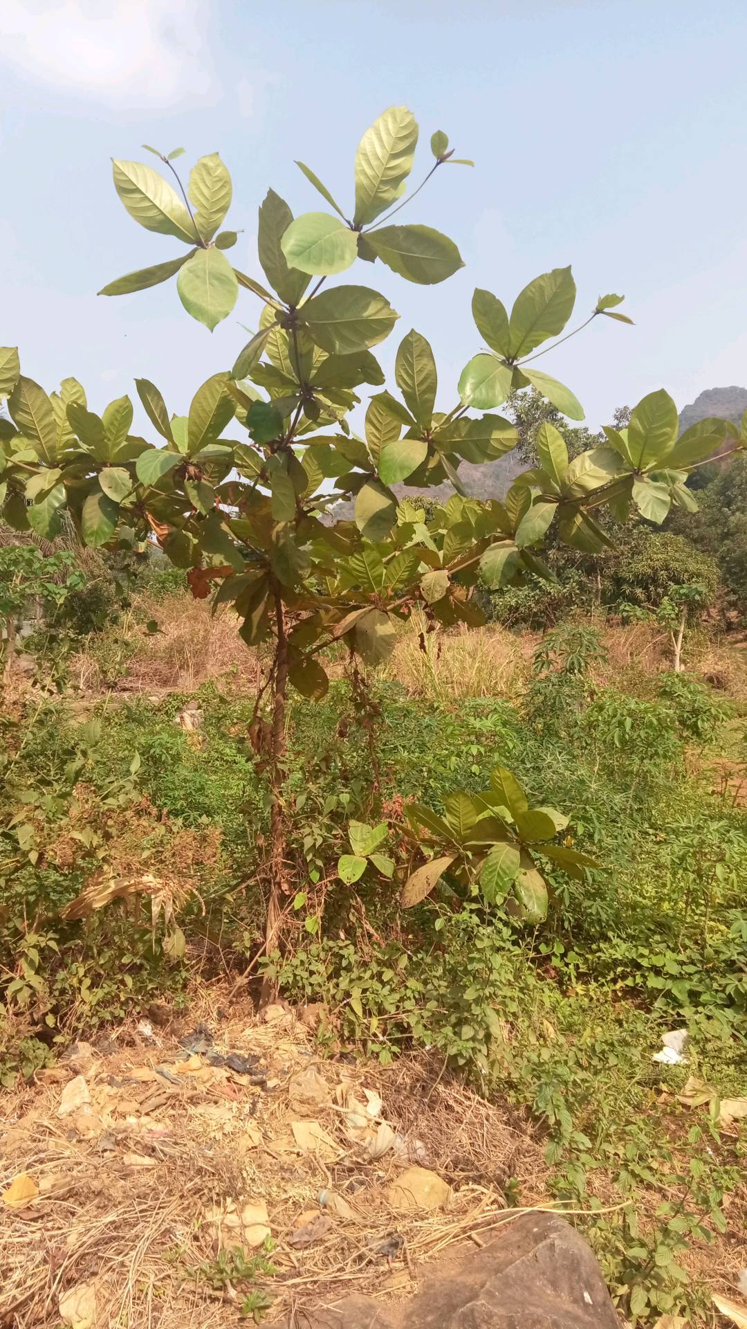 tree