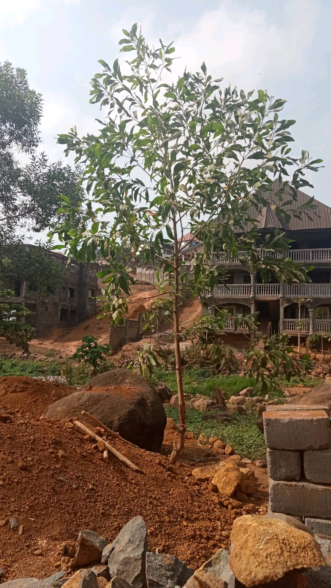 tree