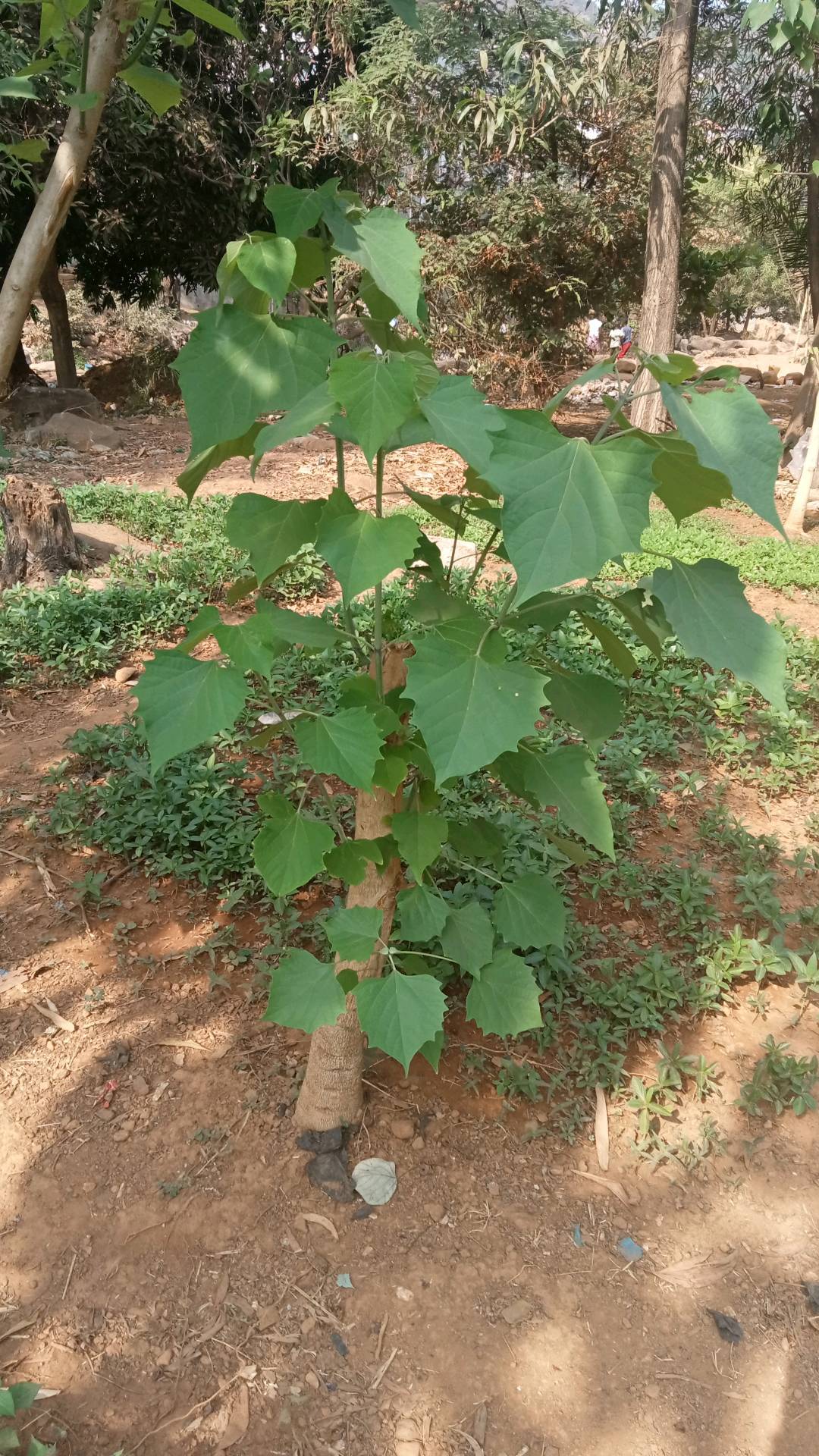 tree