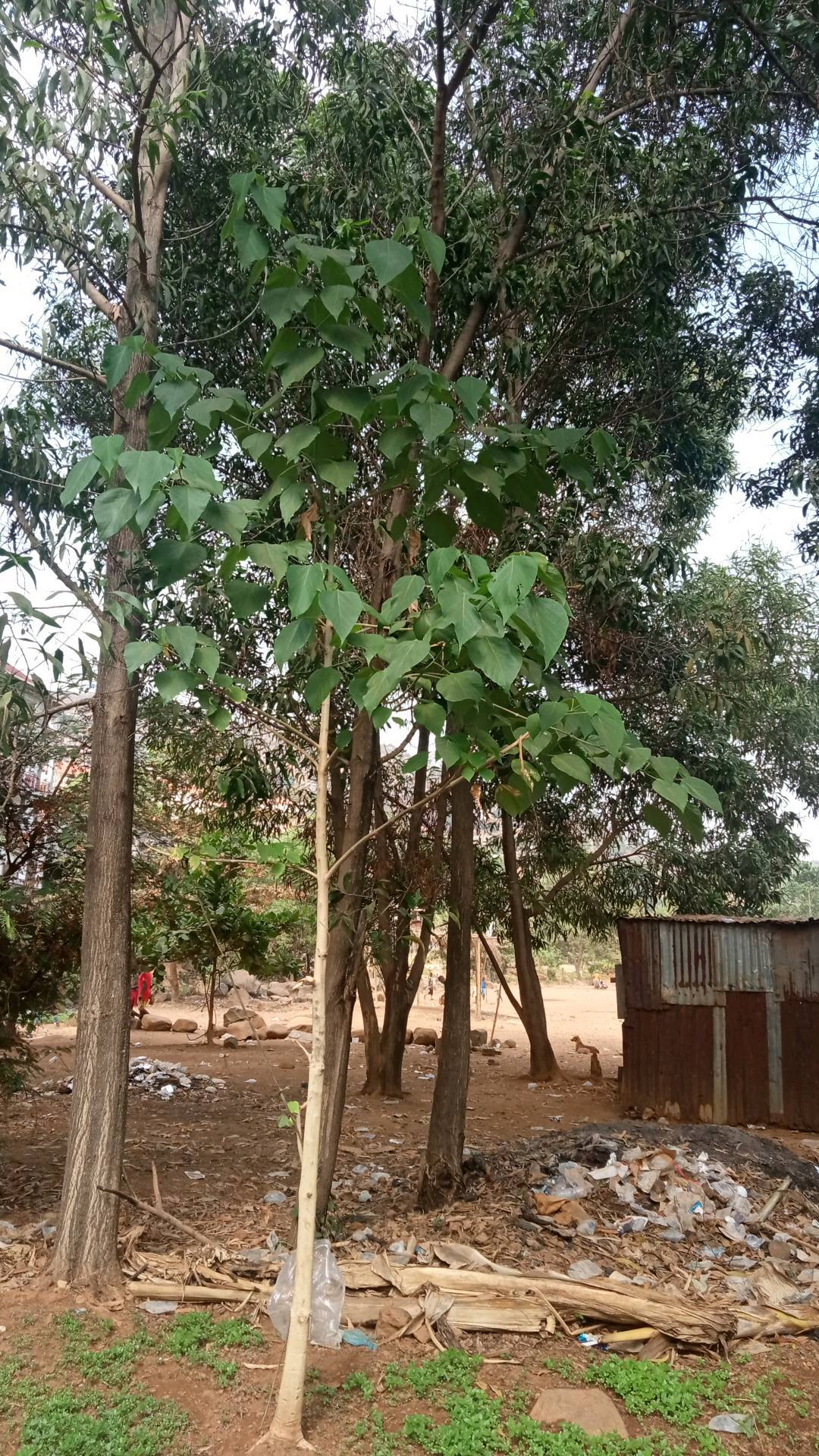 tree