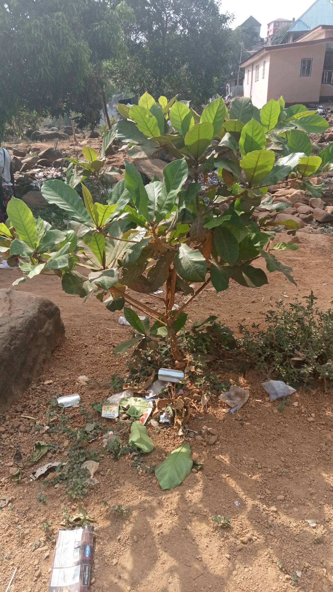 tree