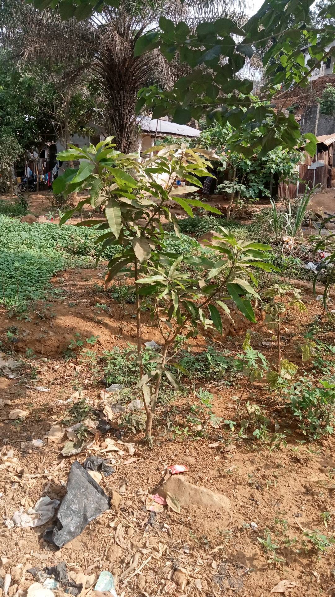 tree