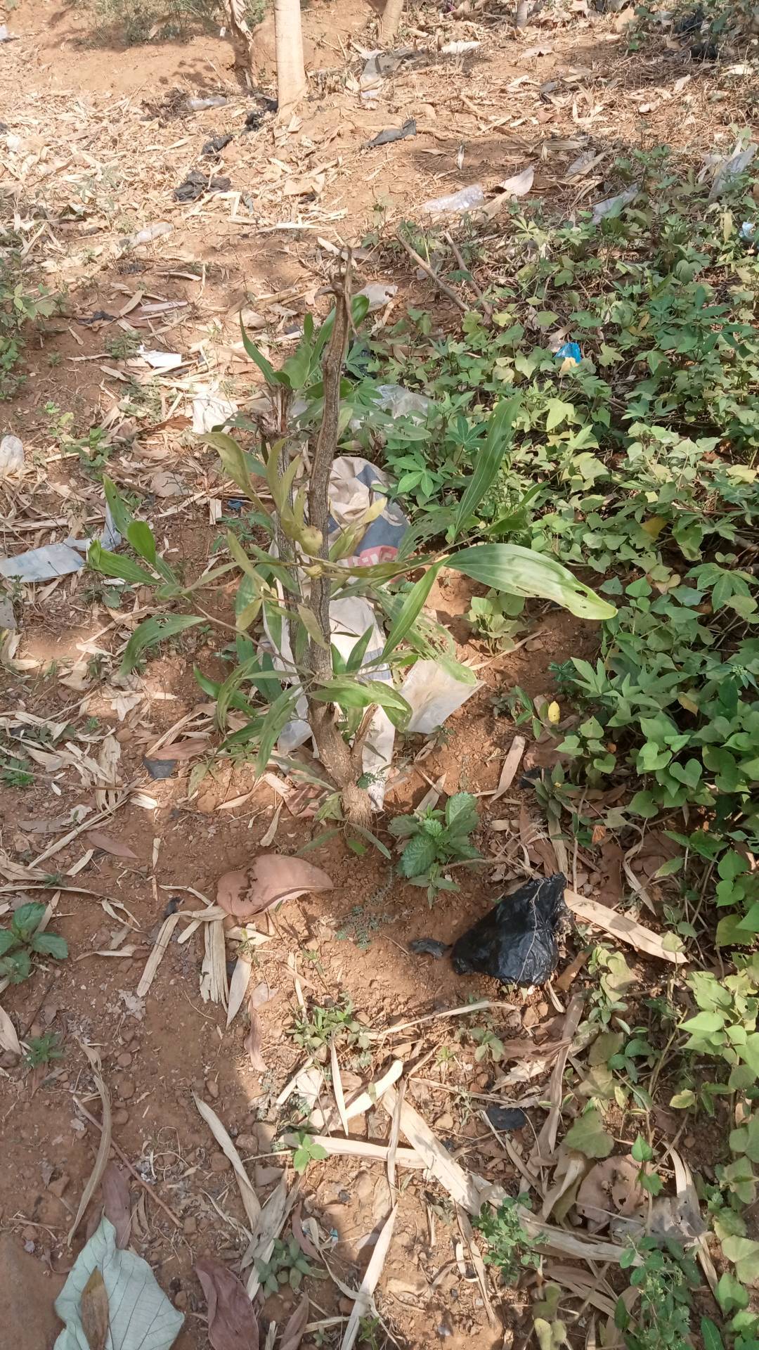 tree