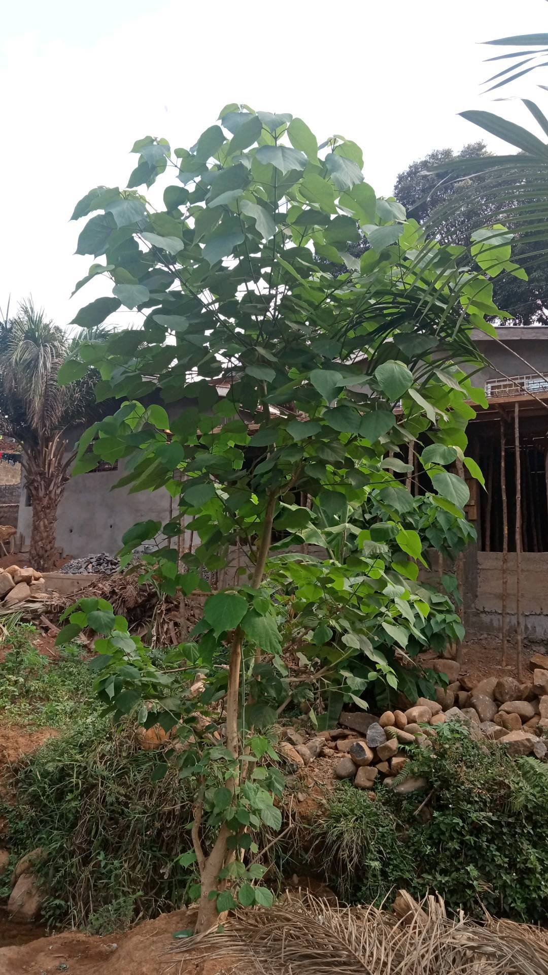 tree