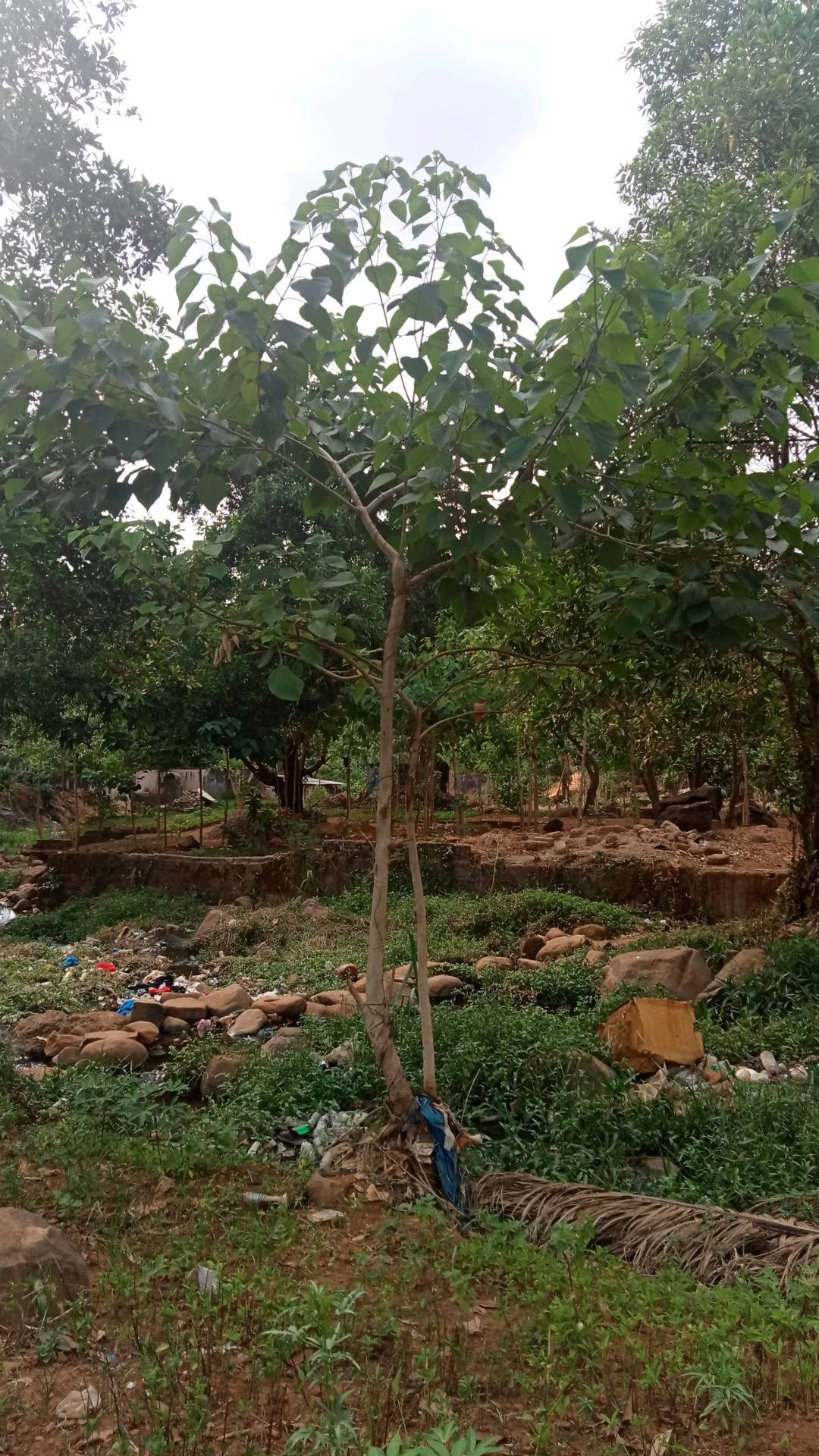 tree