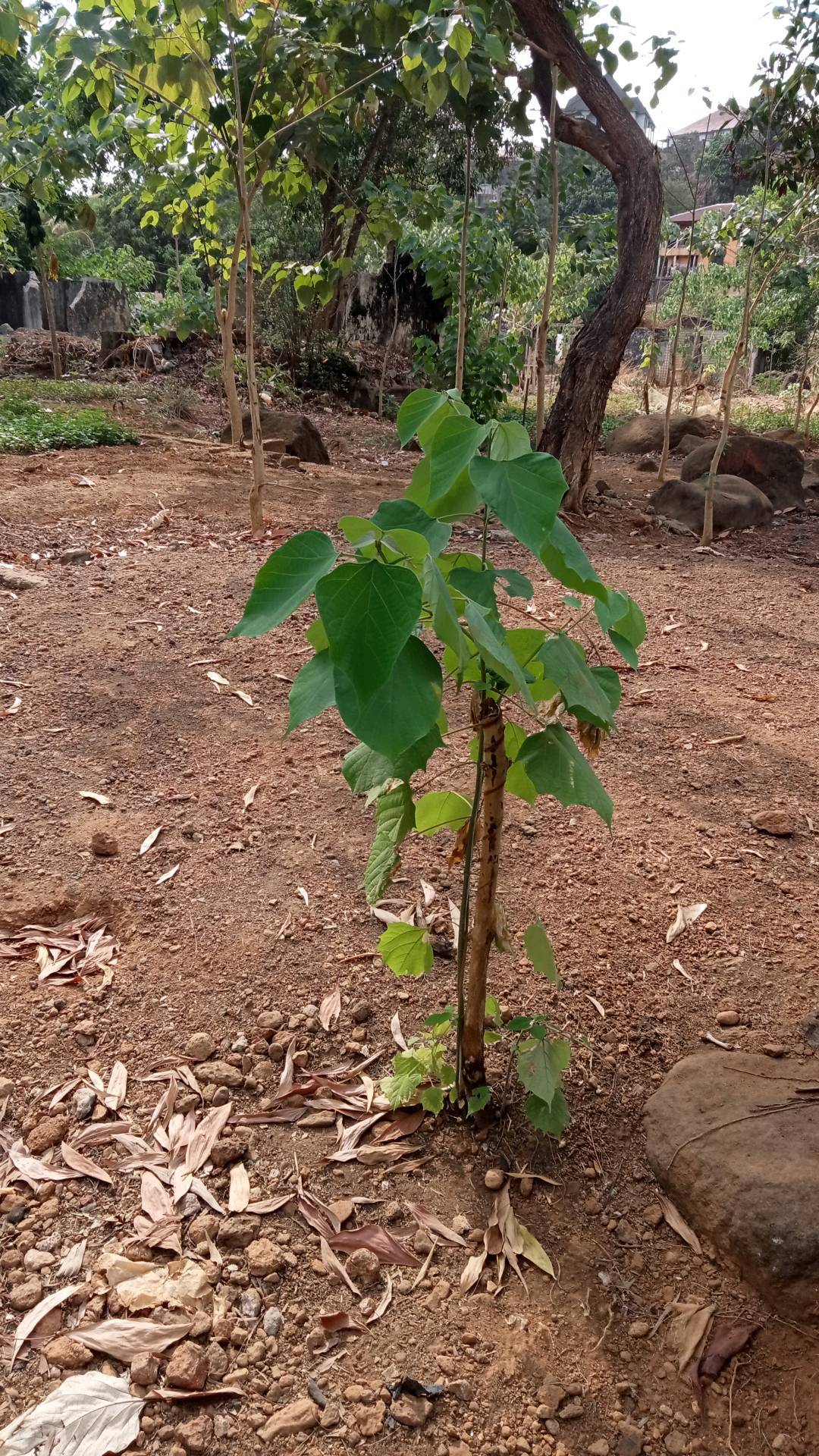 tree