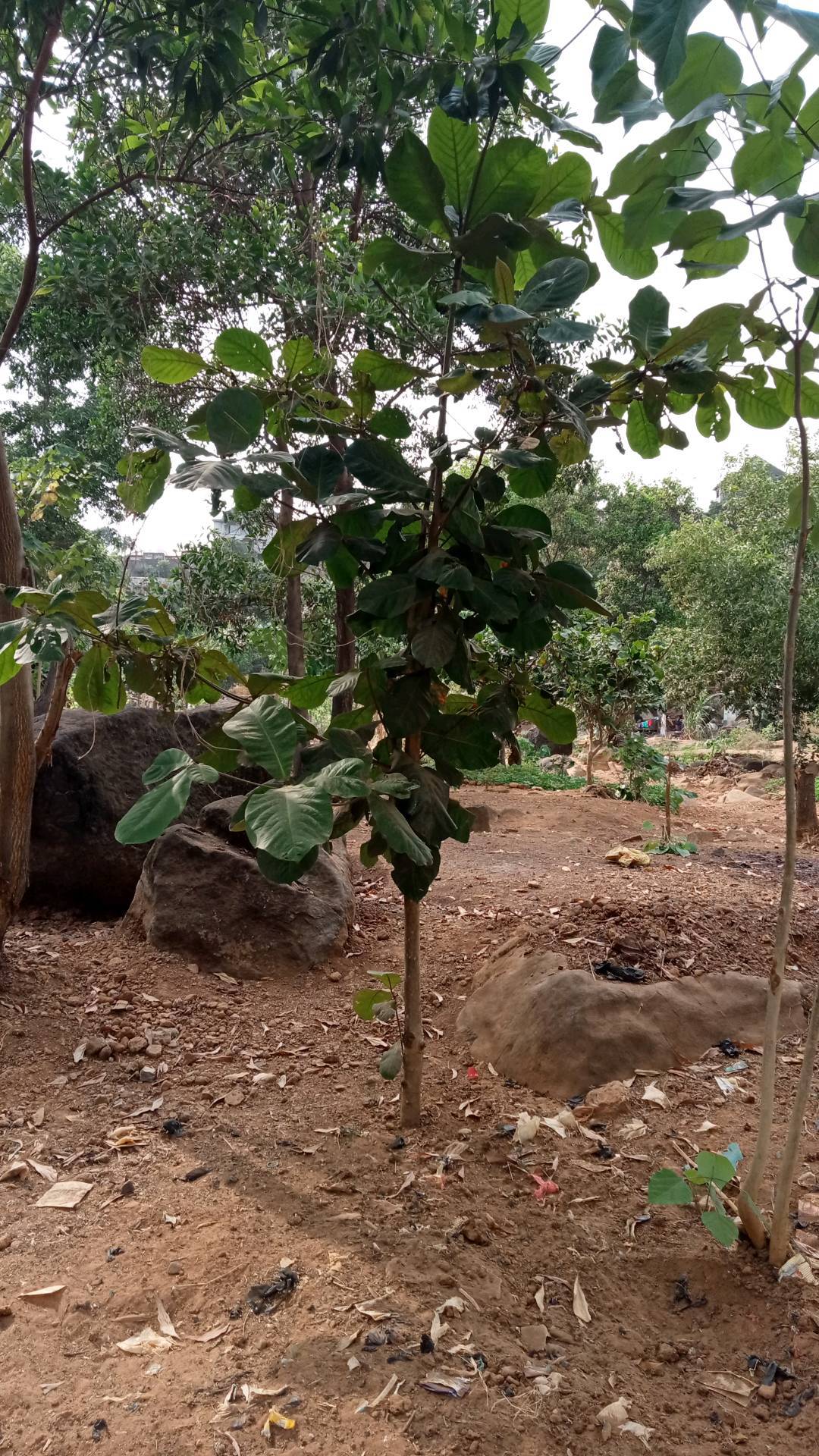 tree