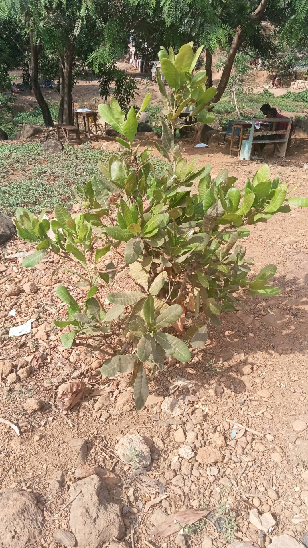 tree