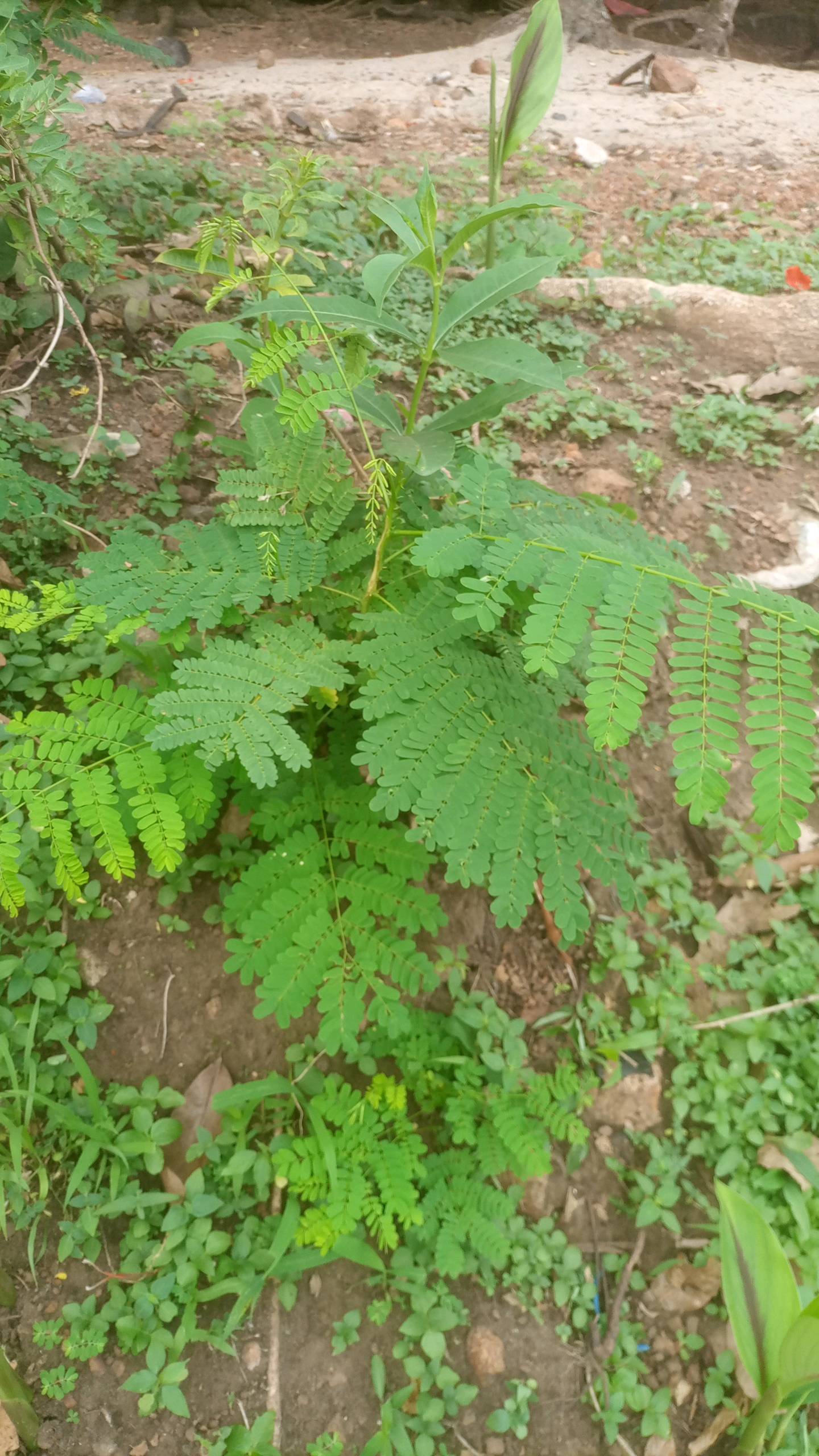 tree