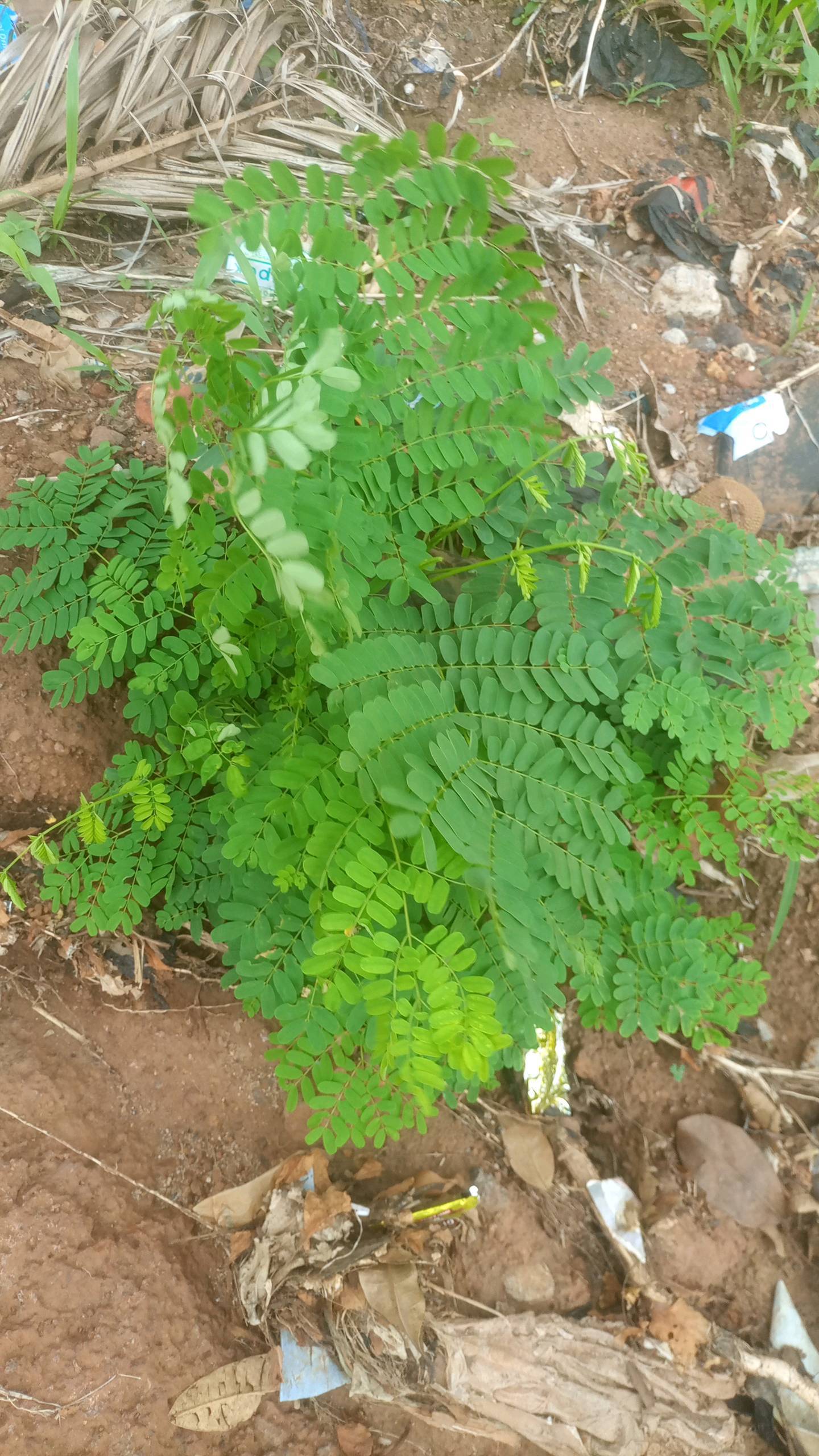 tree
