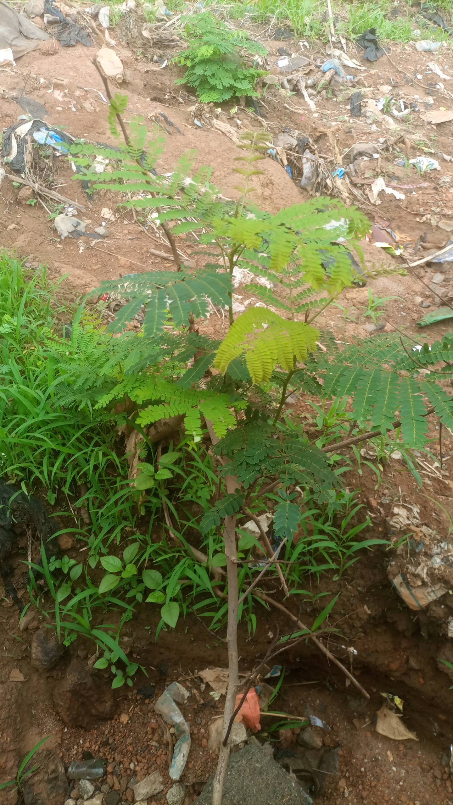 tree