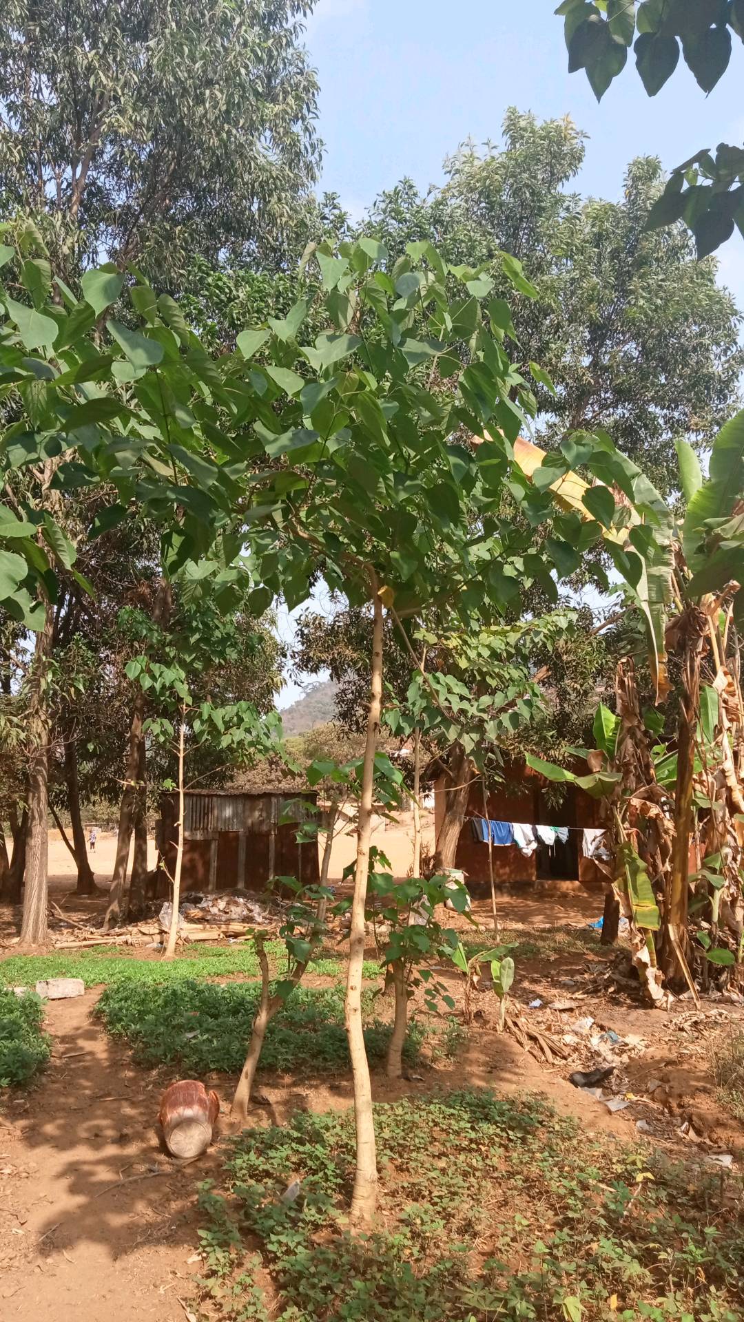 tree
