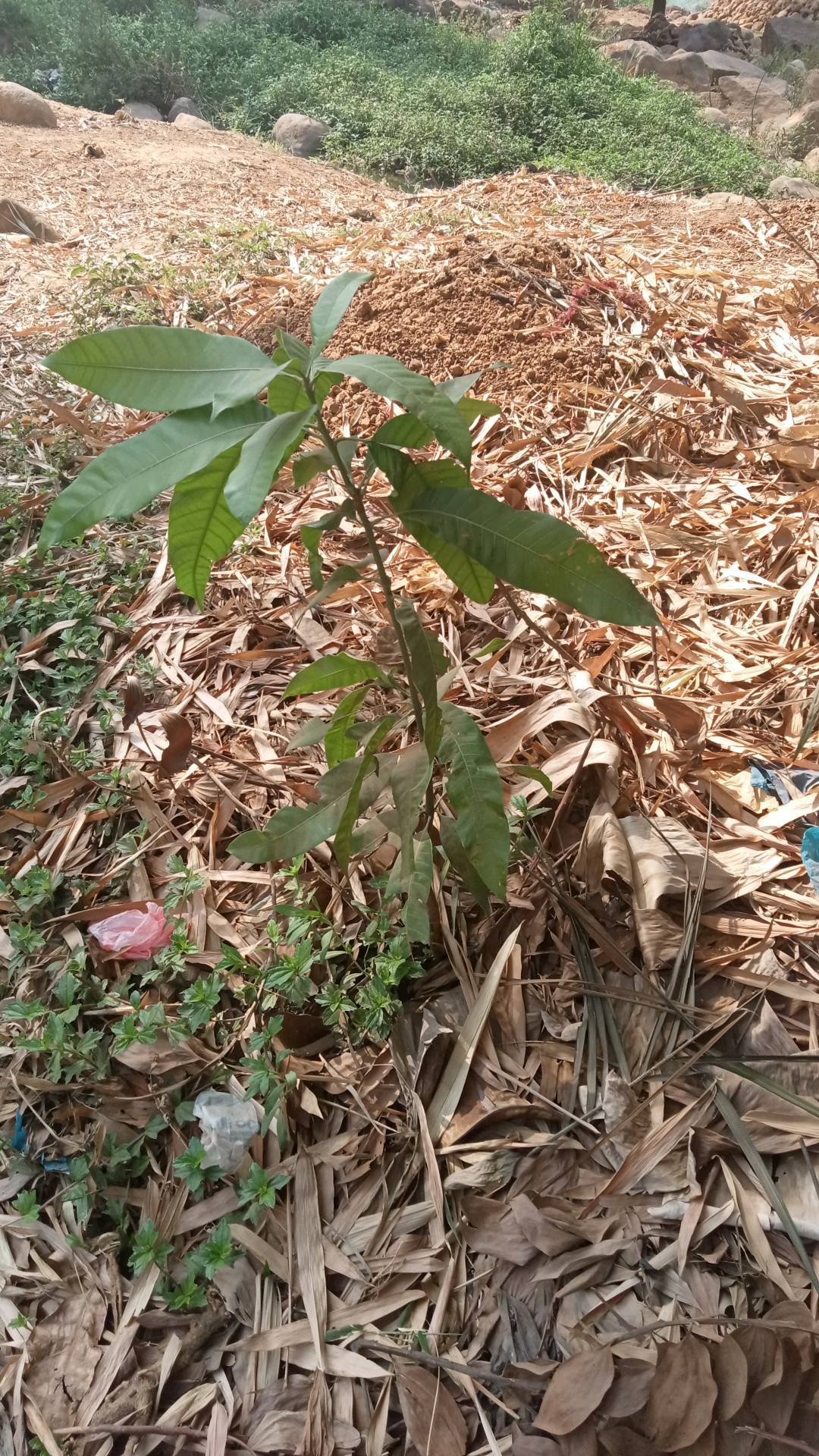 tree
