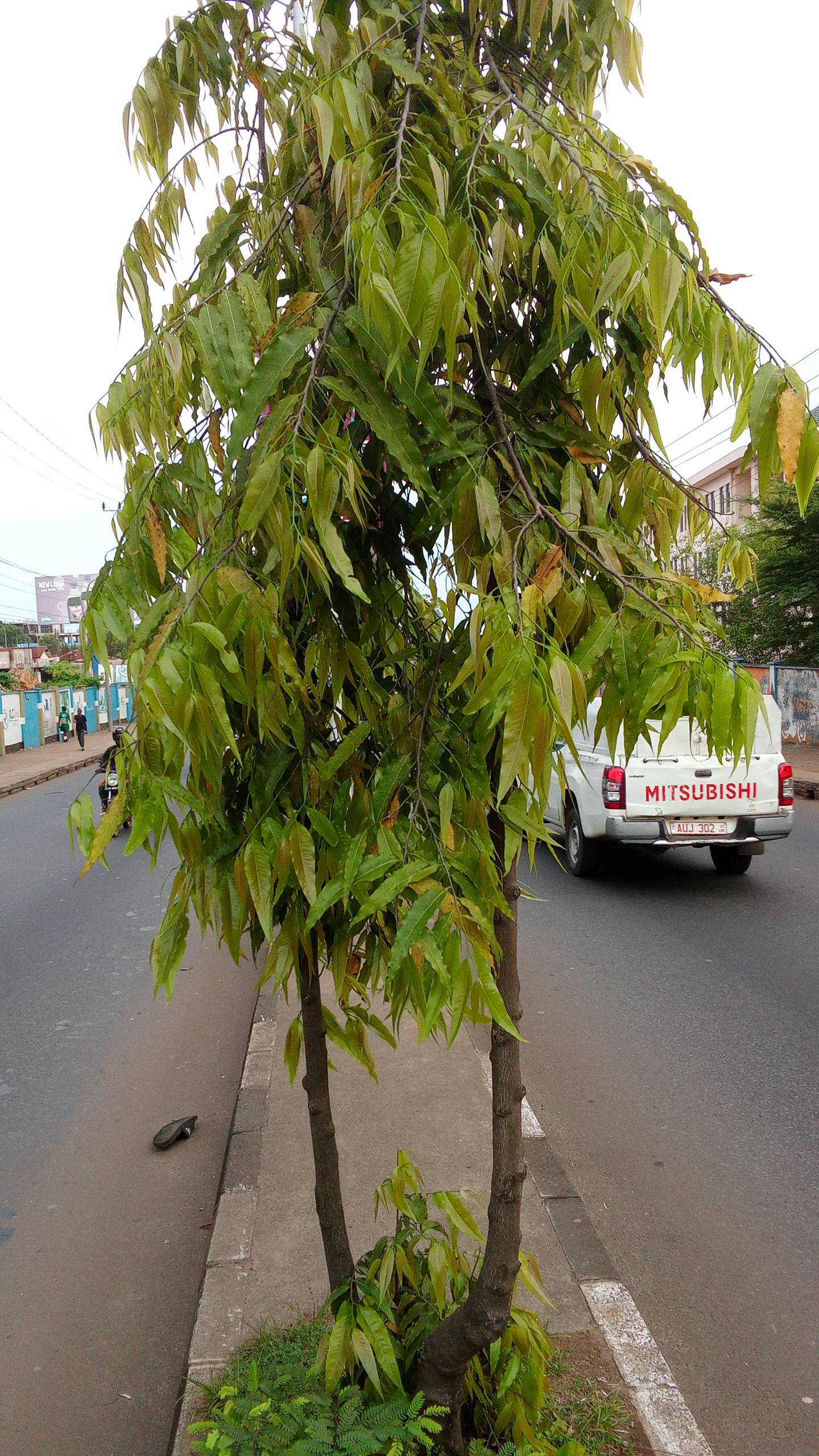tree