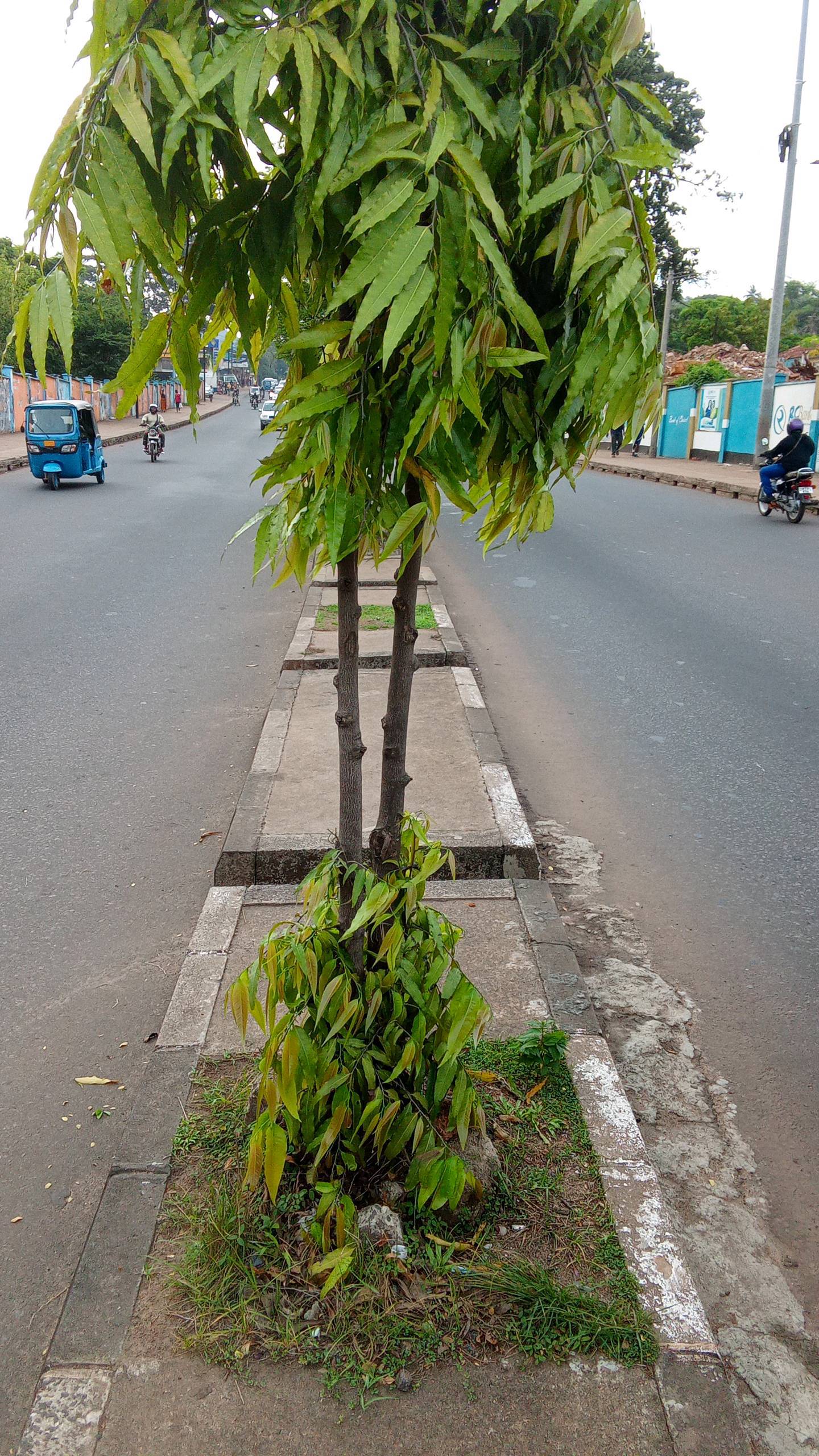 tree