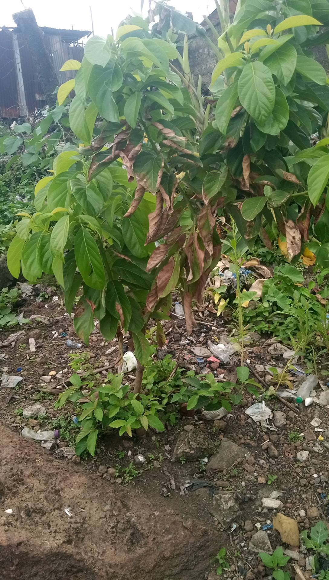 tree