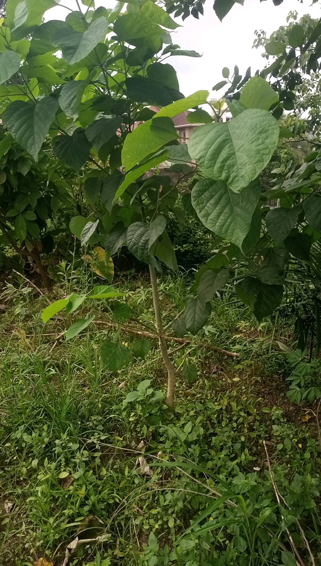 tree