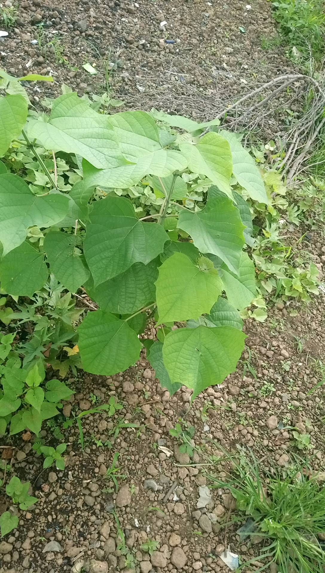 tree