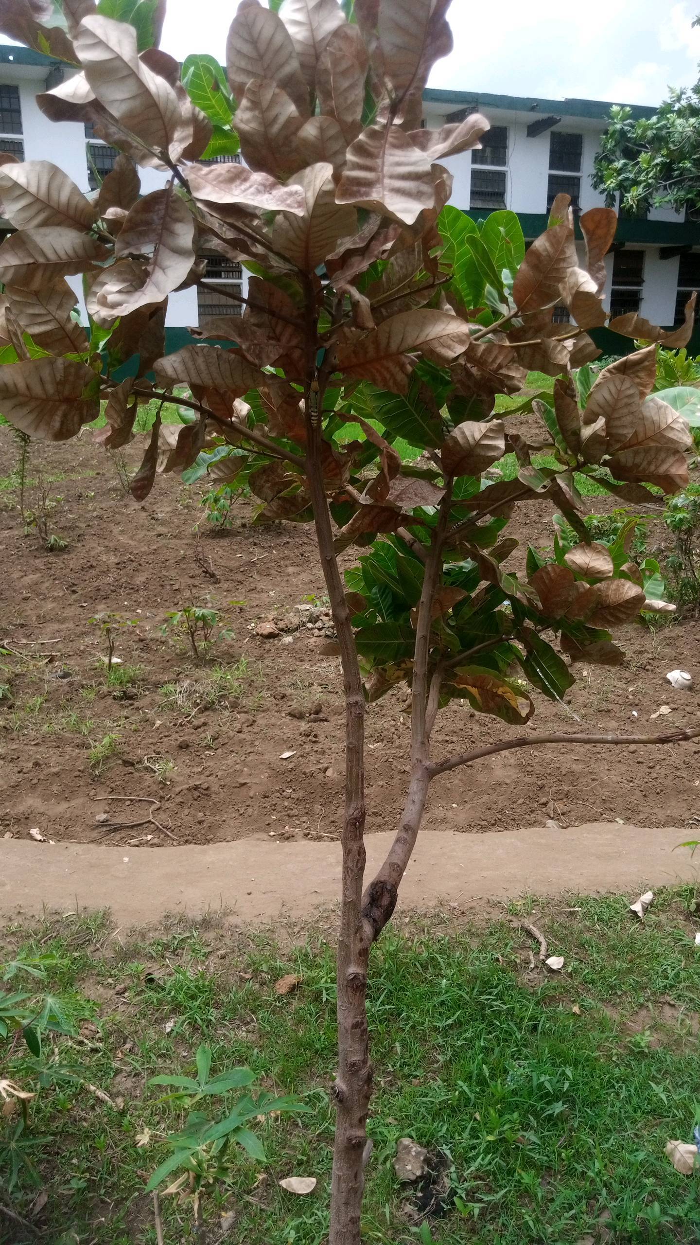 tree