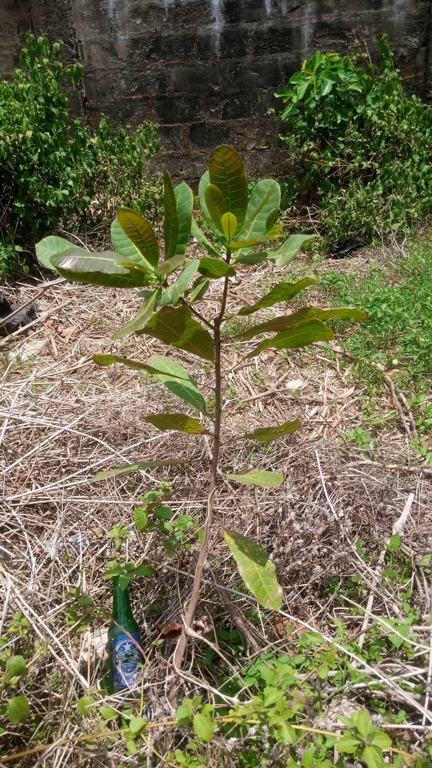 tree