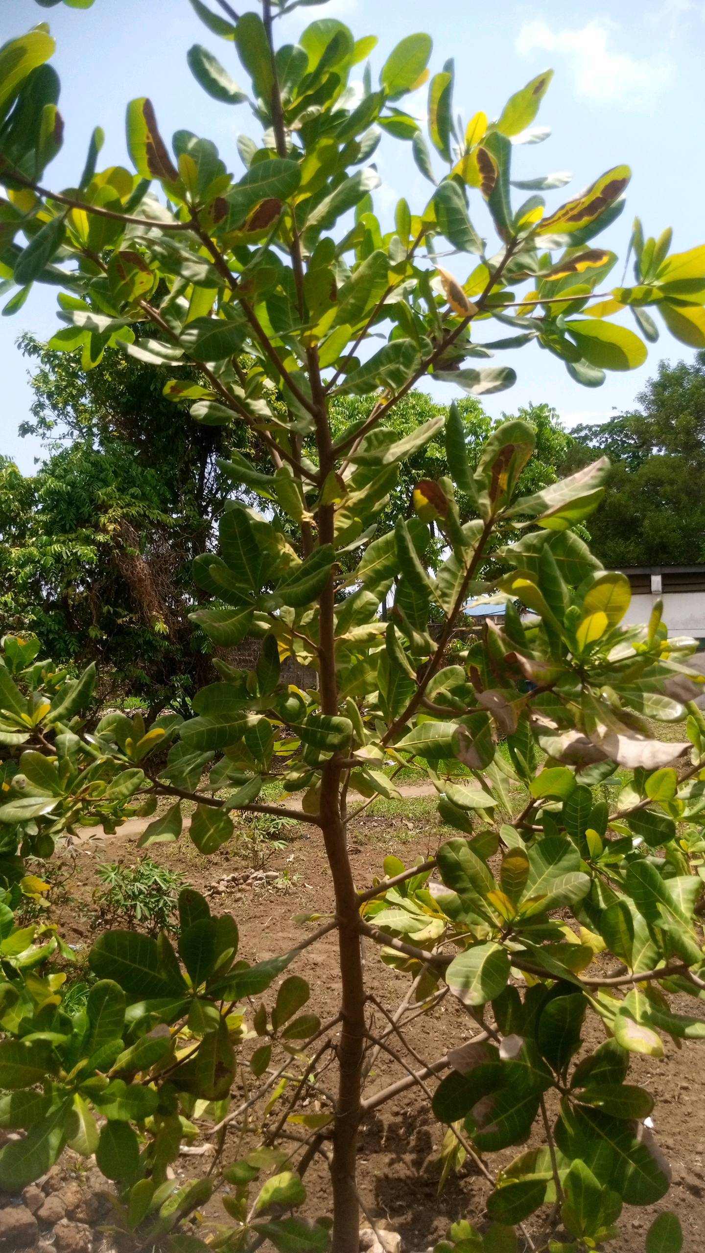 tree