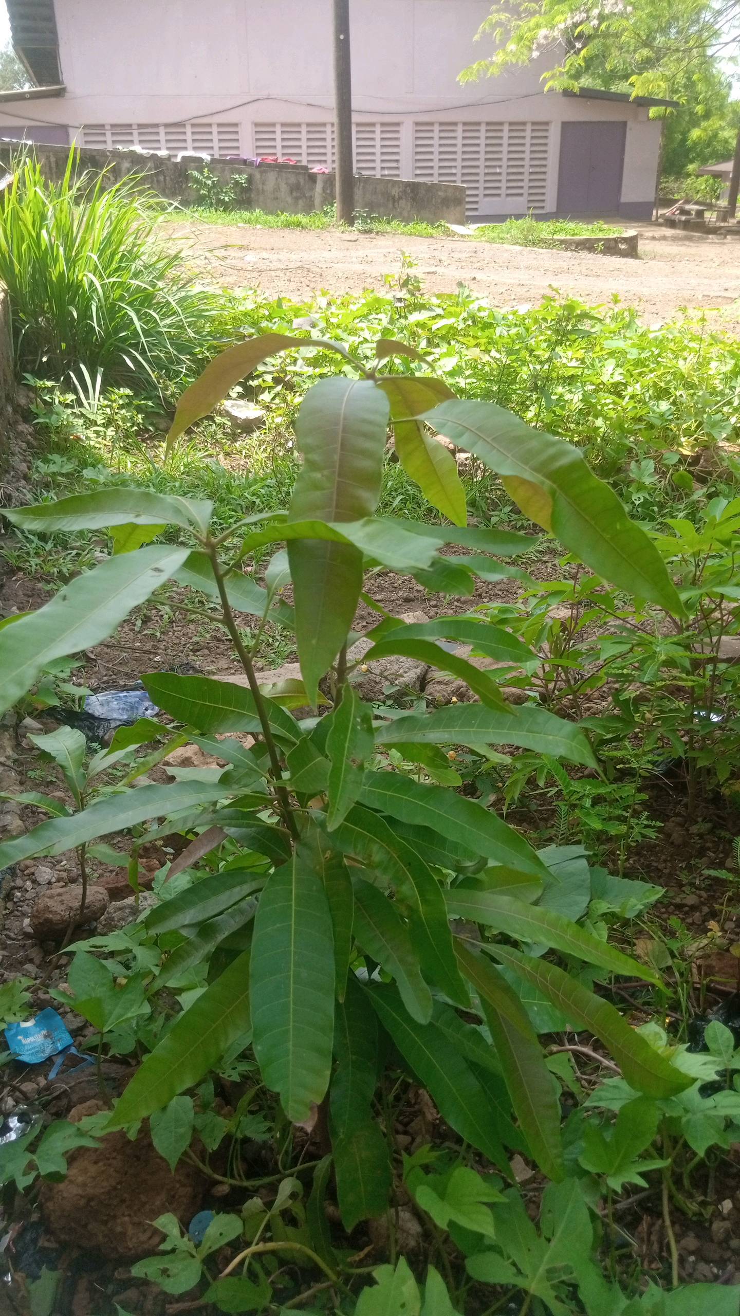 tree