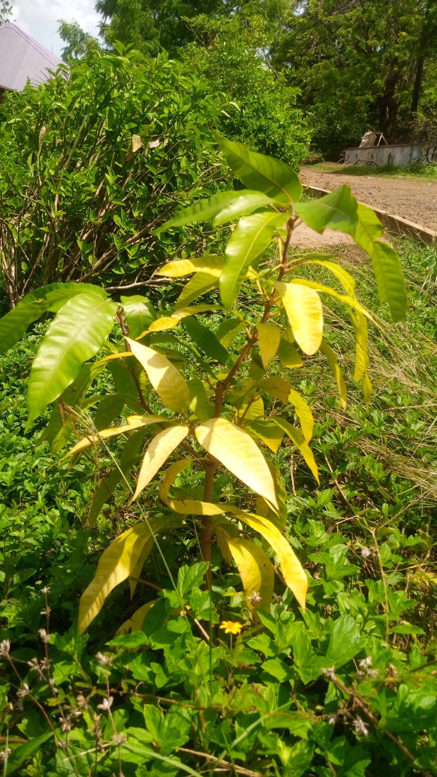 tree