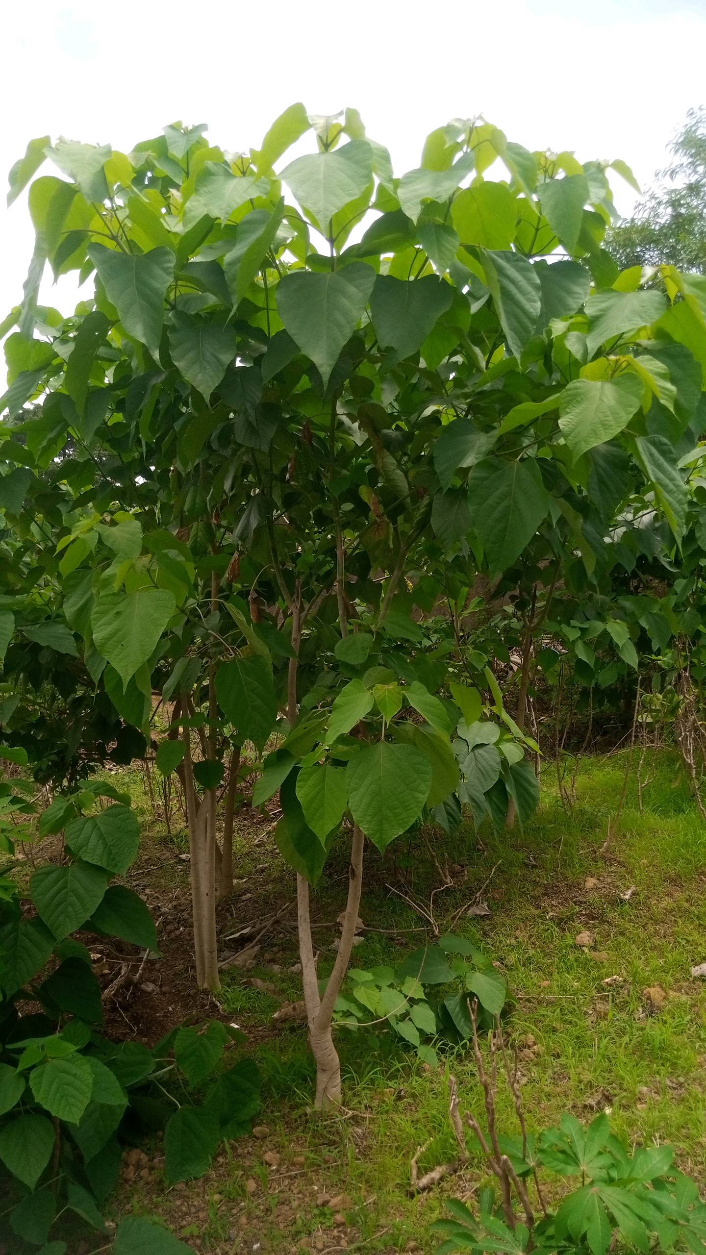 tree