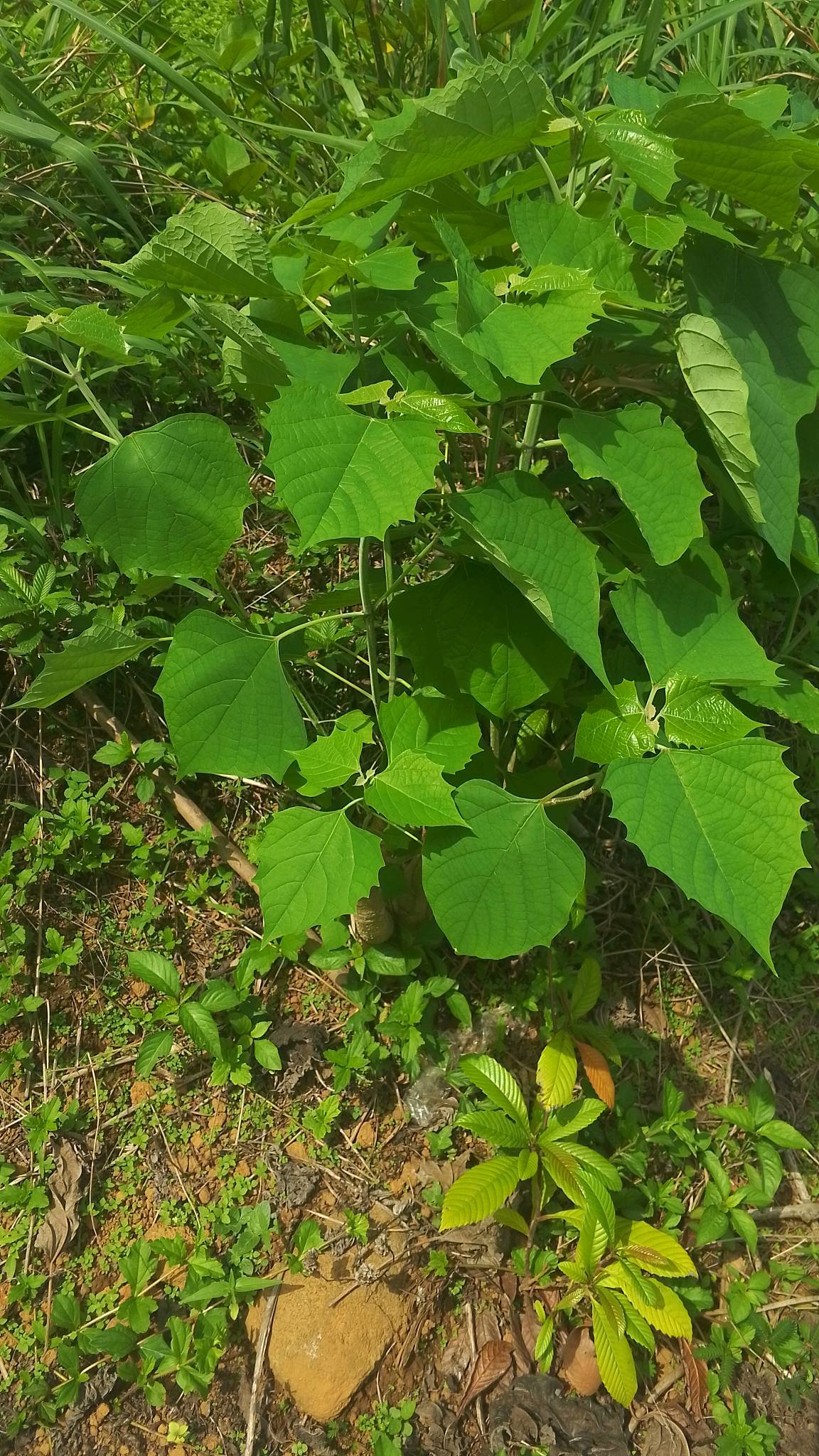 tree