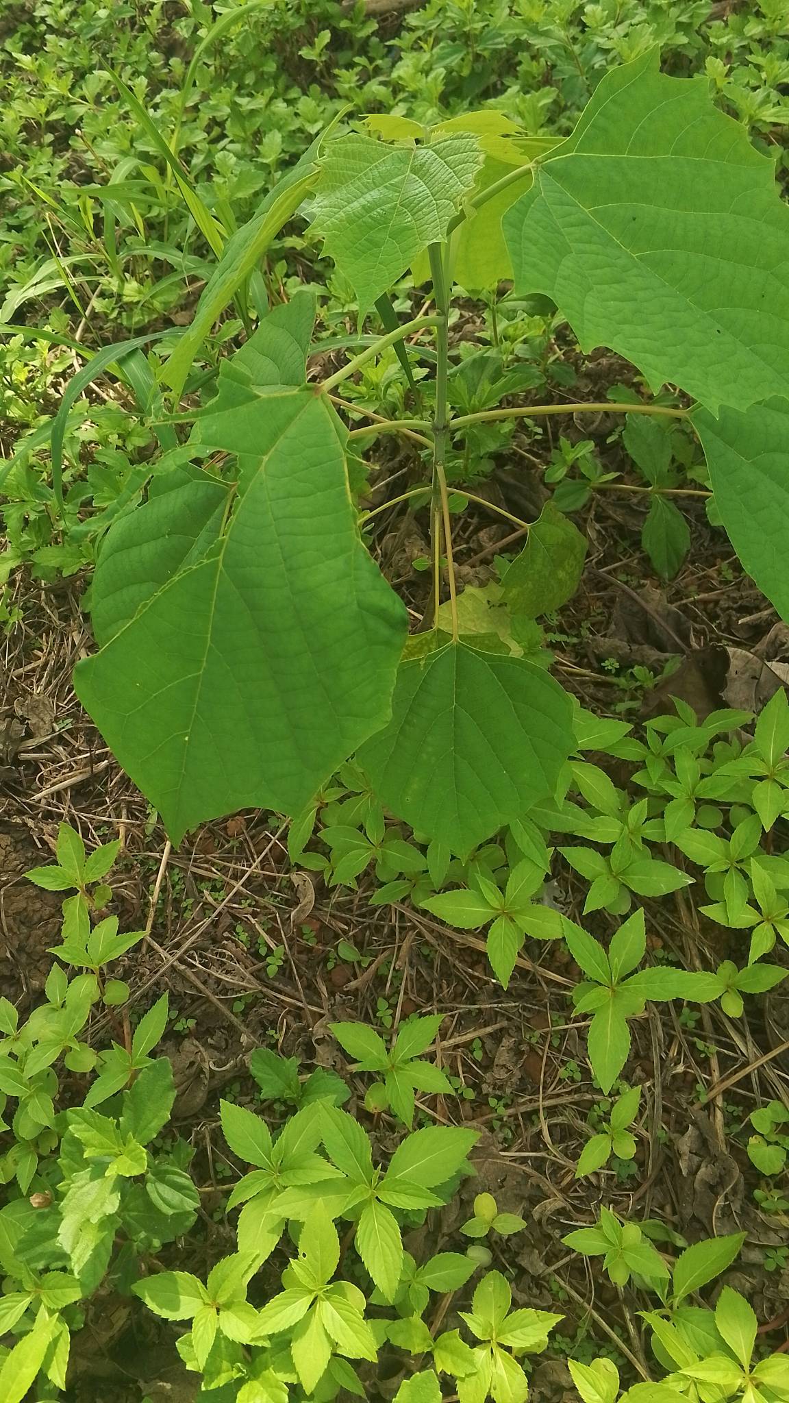 tree