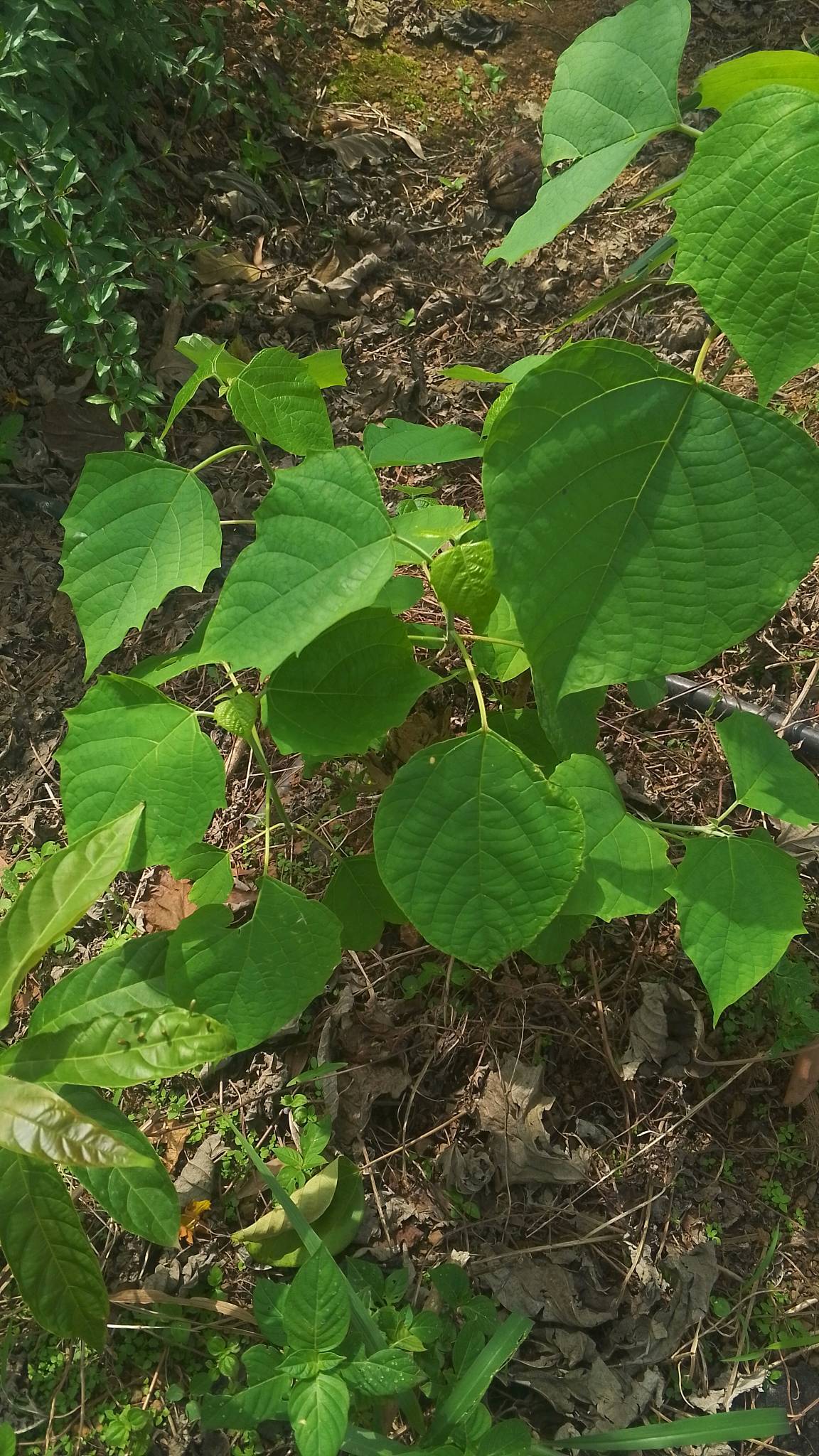 tree