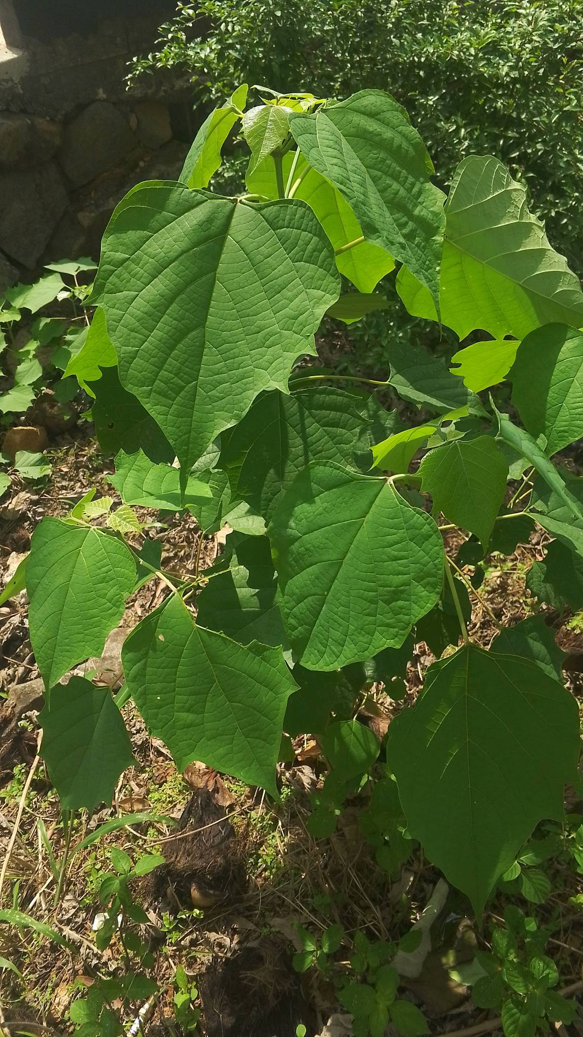tree