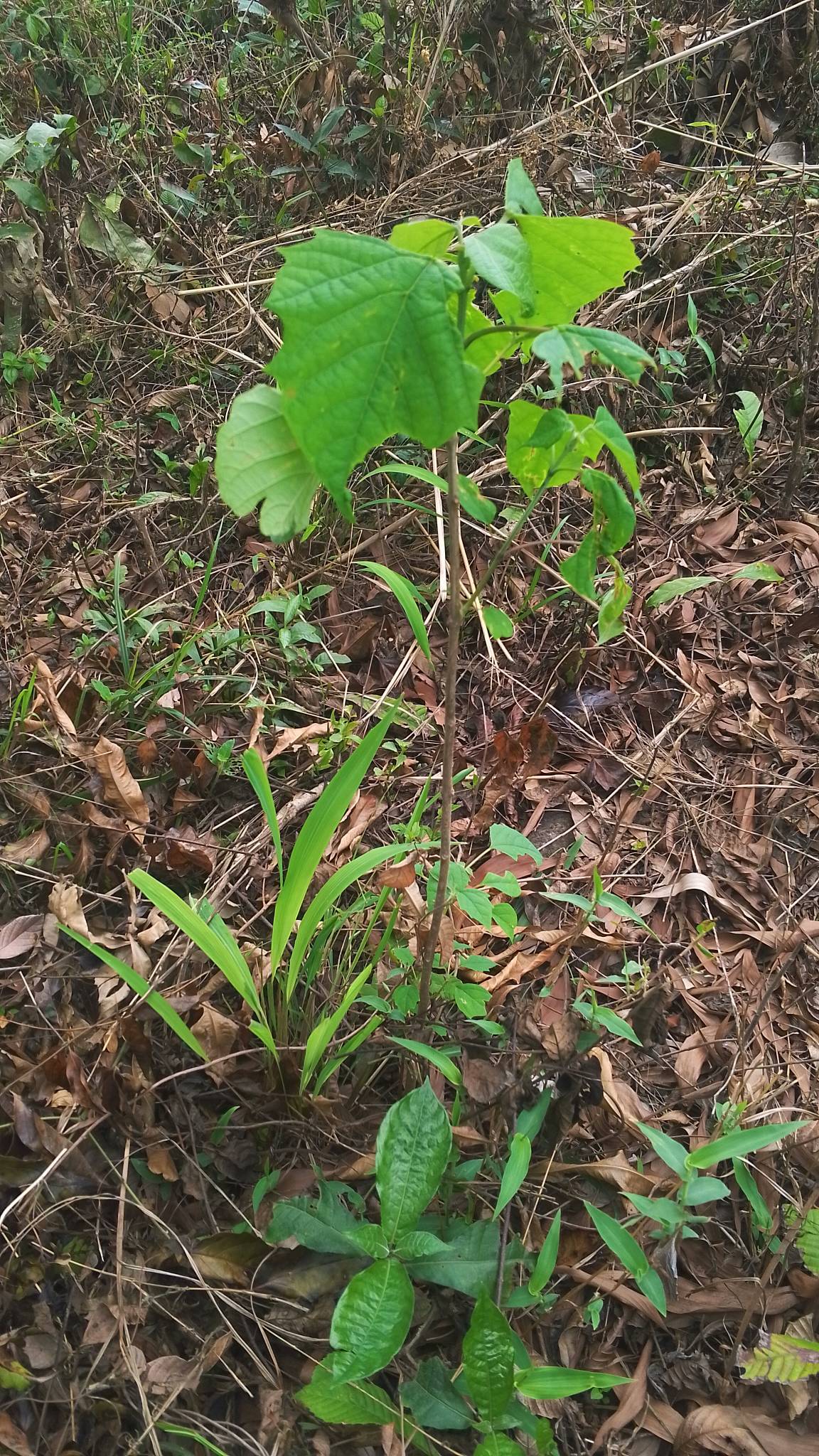 tree
