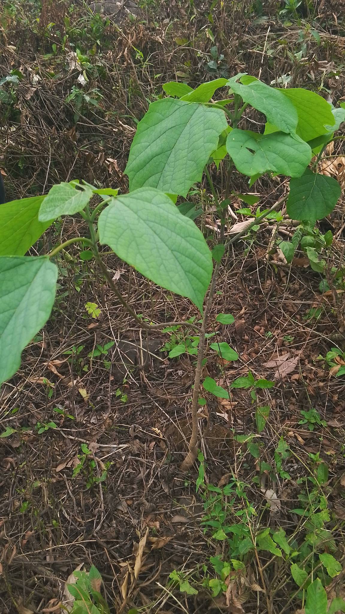 tree