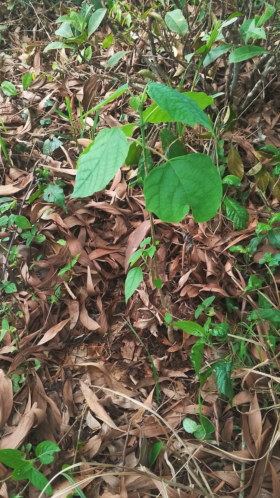 tree