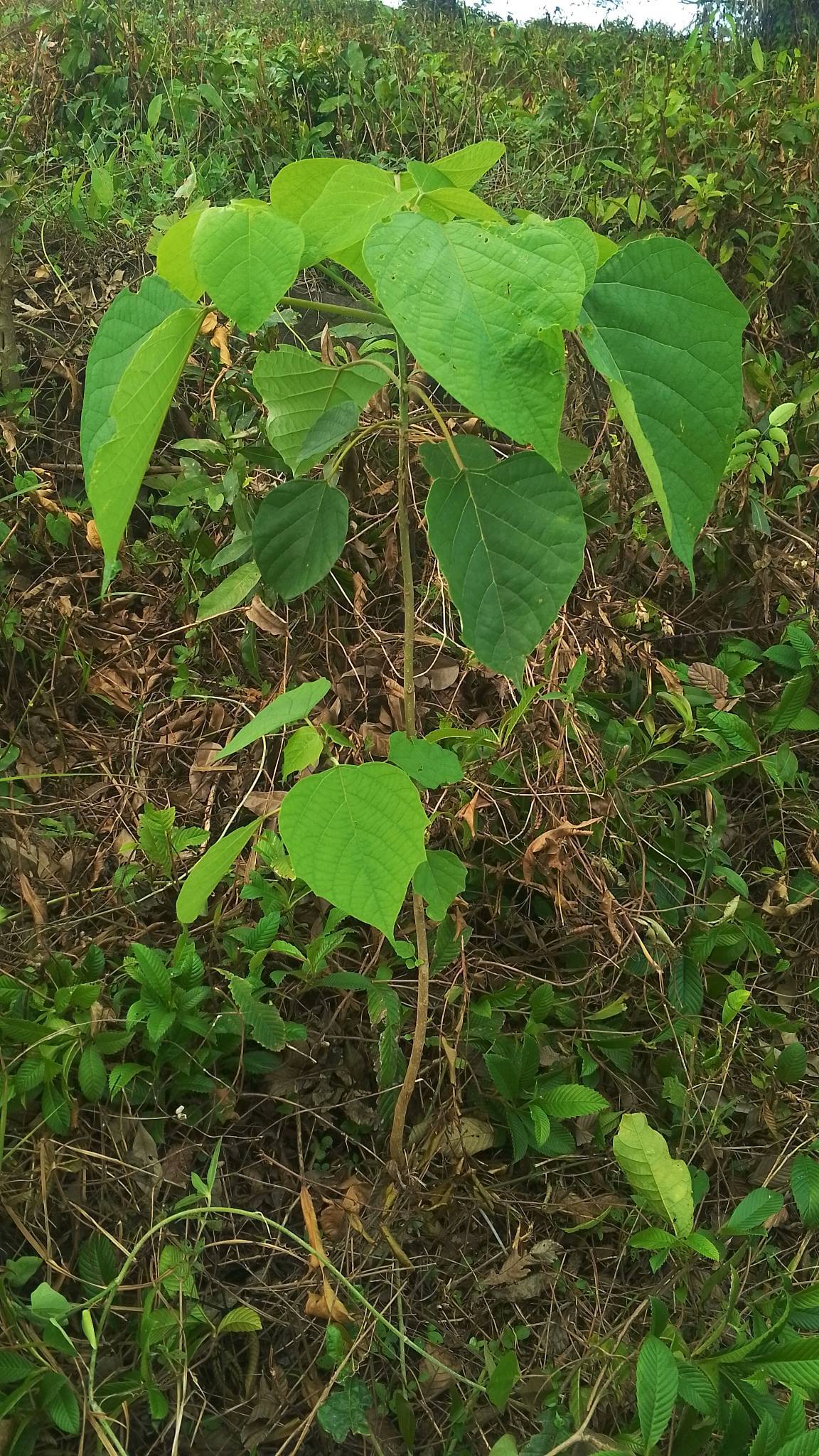 tree