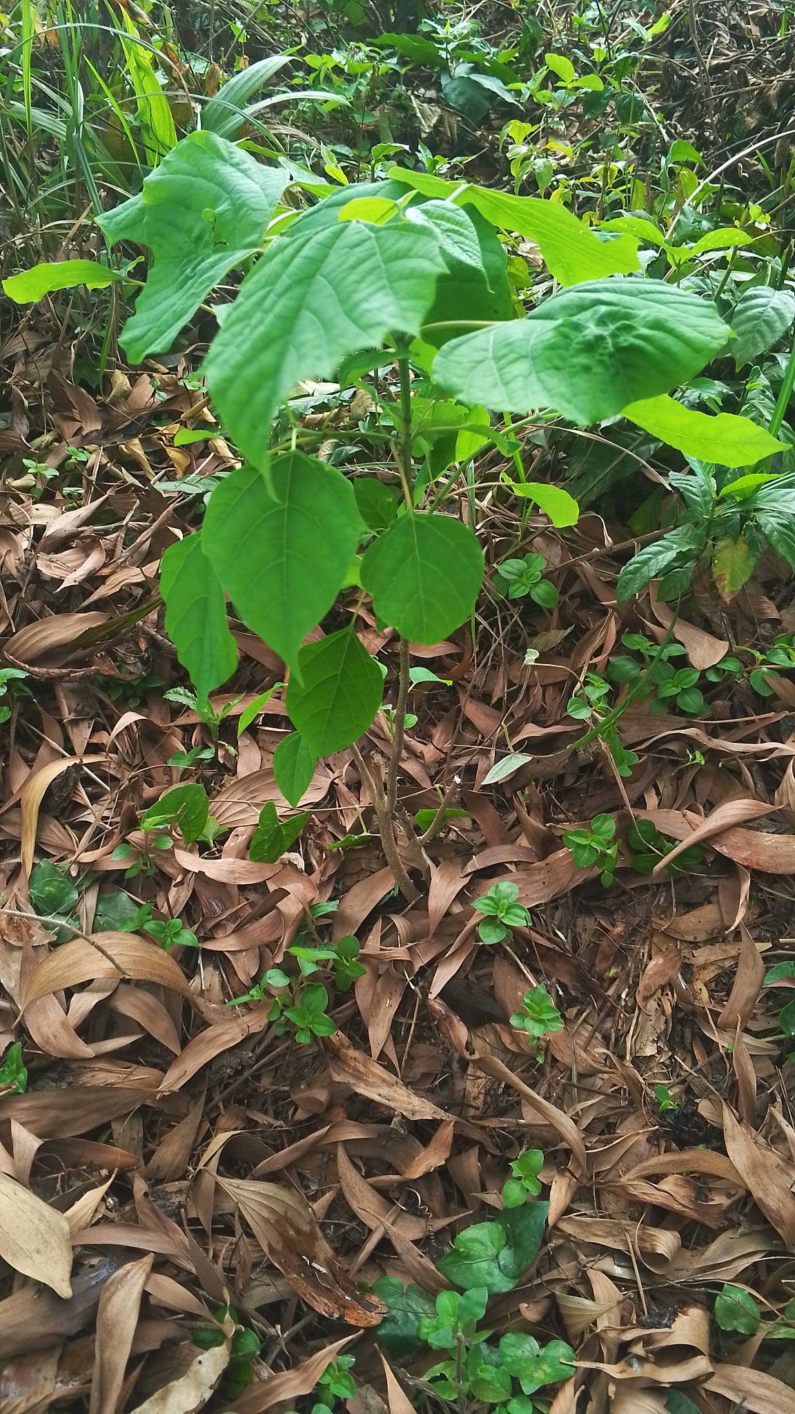 tree