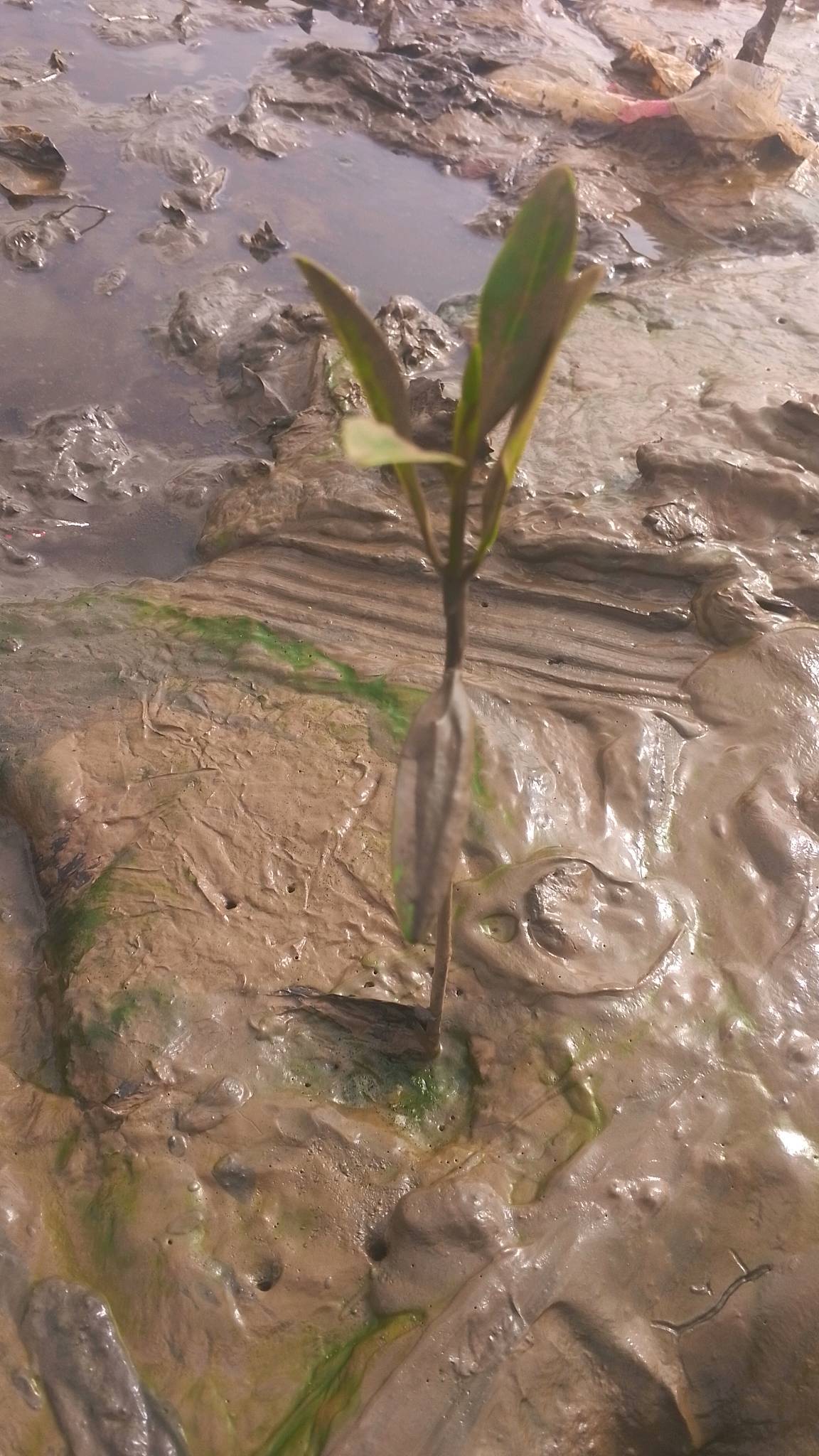 tree